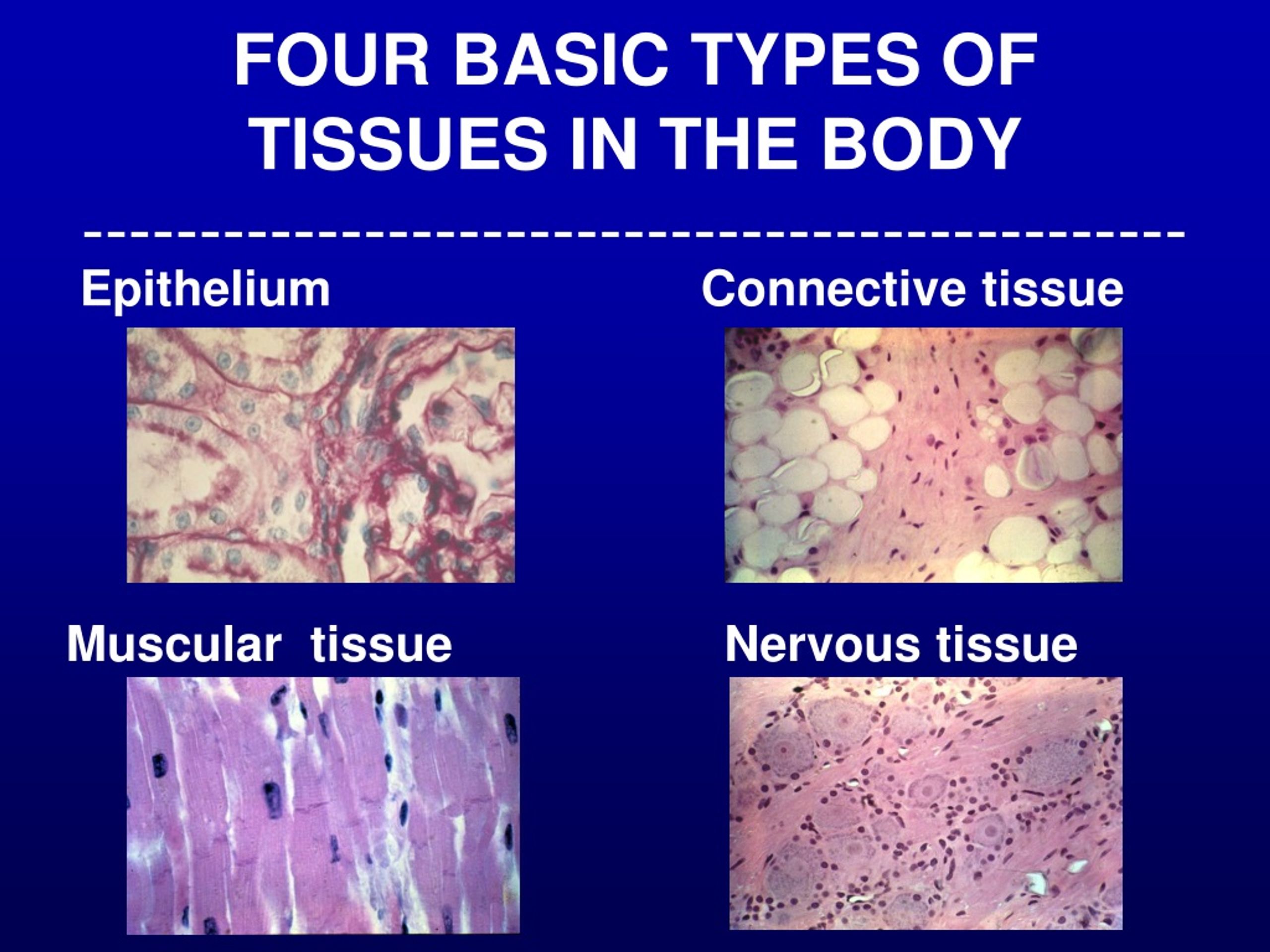 PPT - Introduction to Cells, Tissues, and Microscopy in Medical School ...