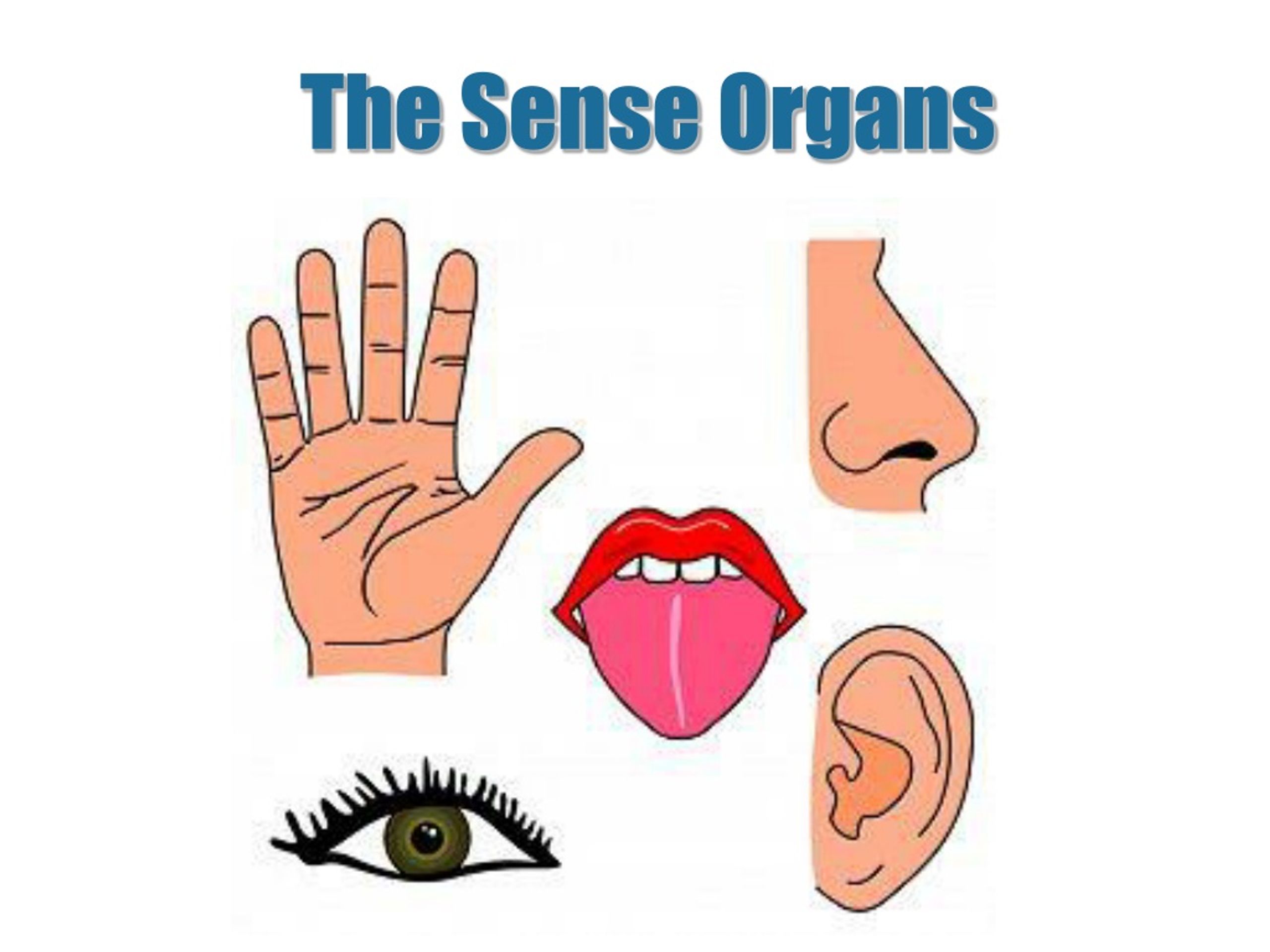 10 sense organs and their functions