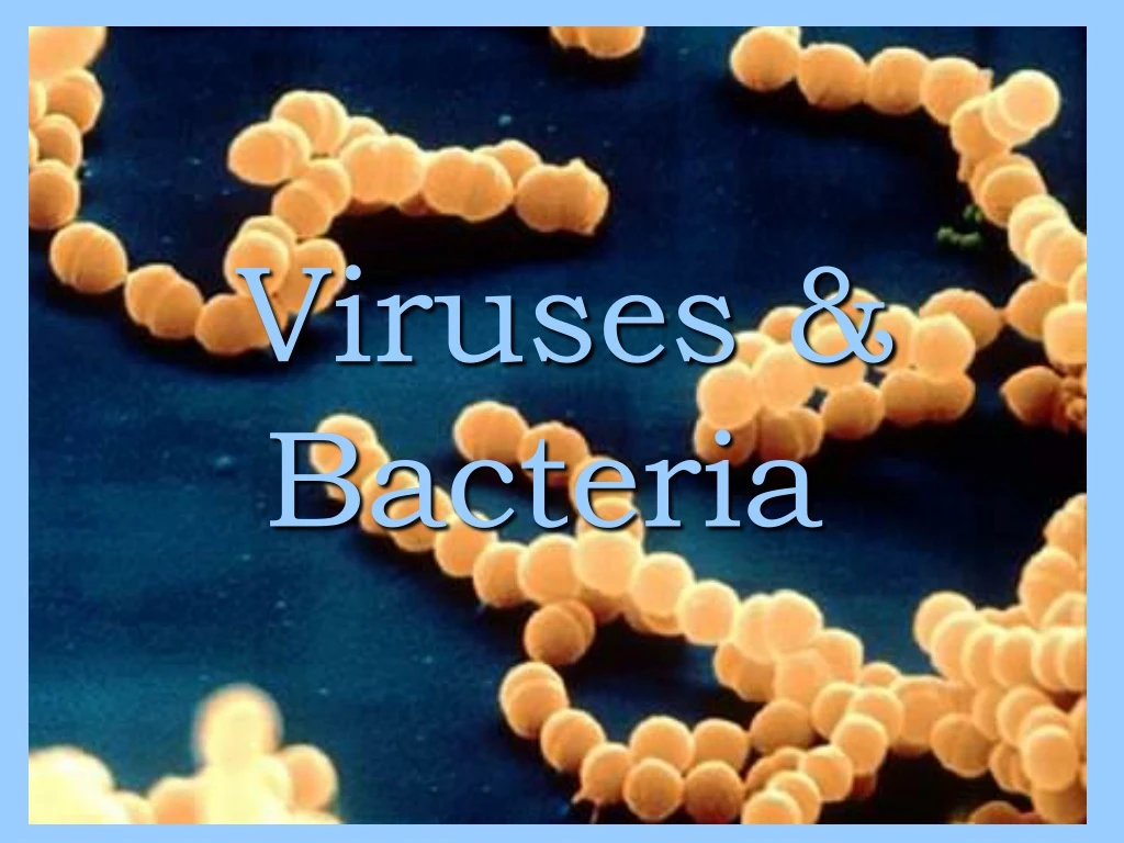 viruses bacteria n.
