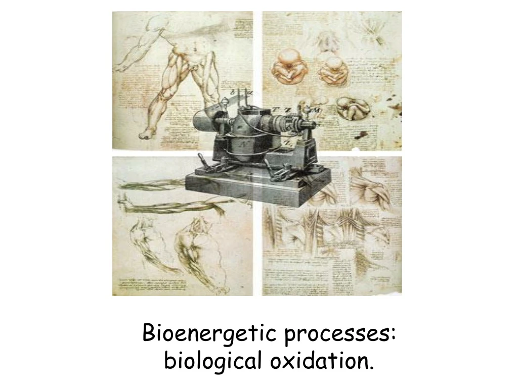 bioenergetic processes biological oxidation n.