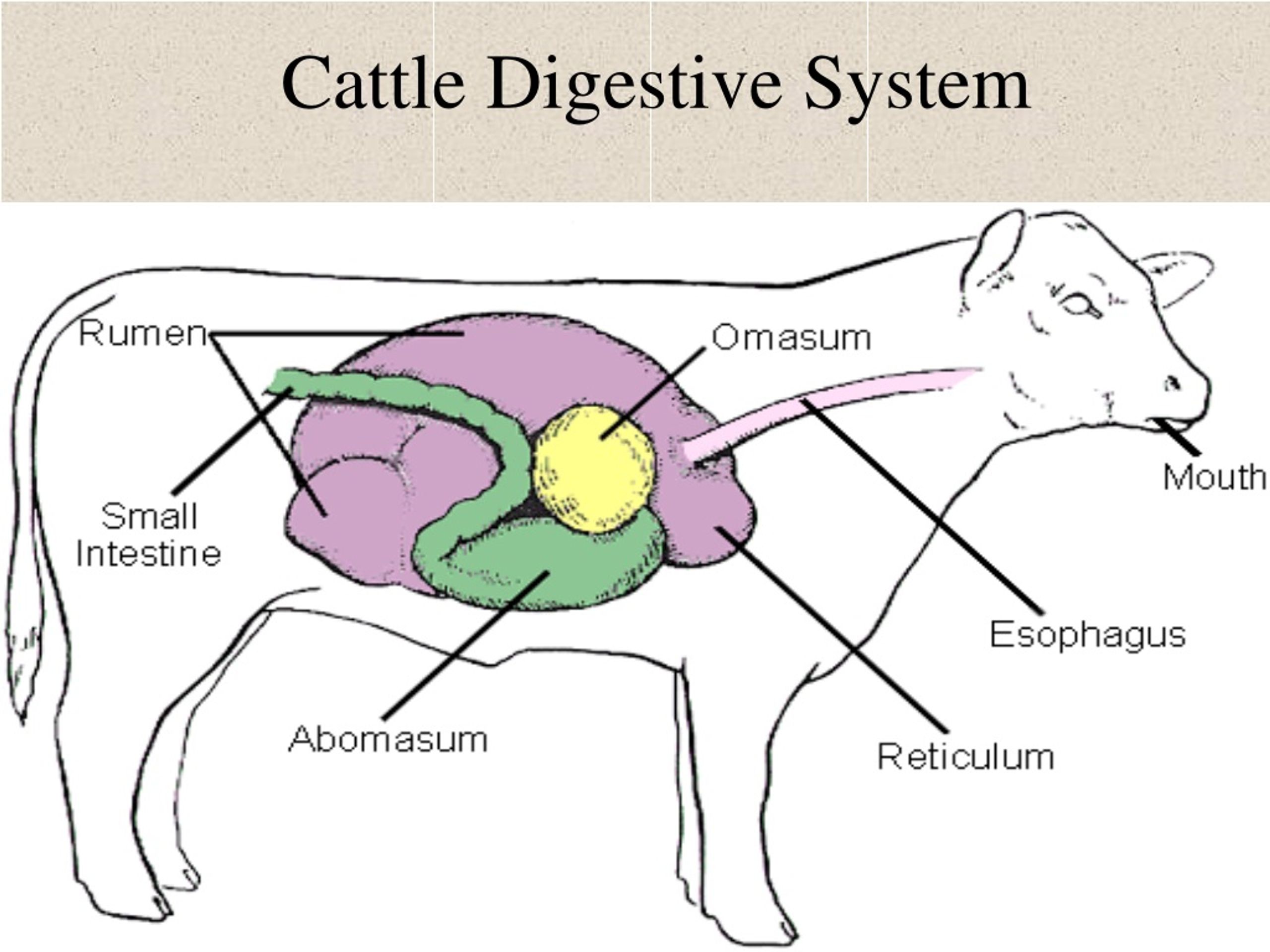 PPT - Animal Science Animal Digestion PowerPoint Presentation, free