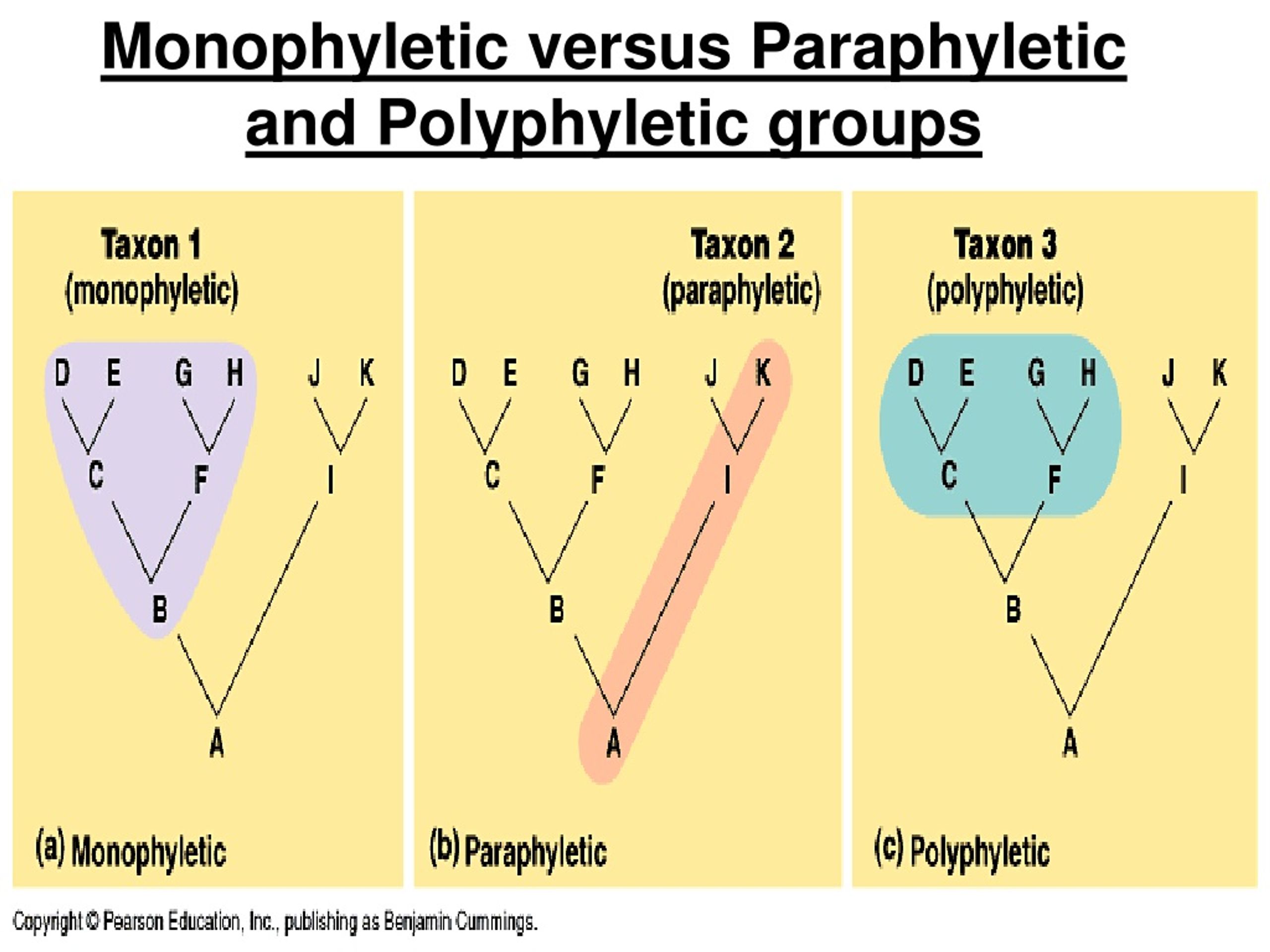 ppt-phylogeny-powerpoint-presentation-free-download-id-9224549