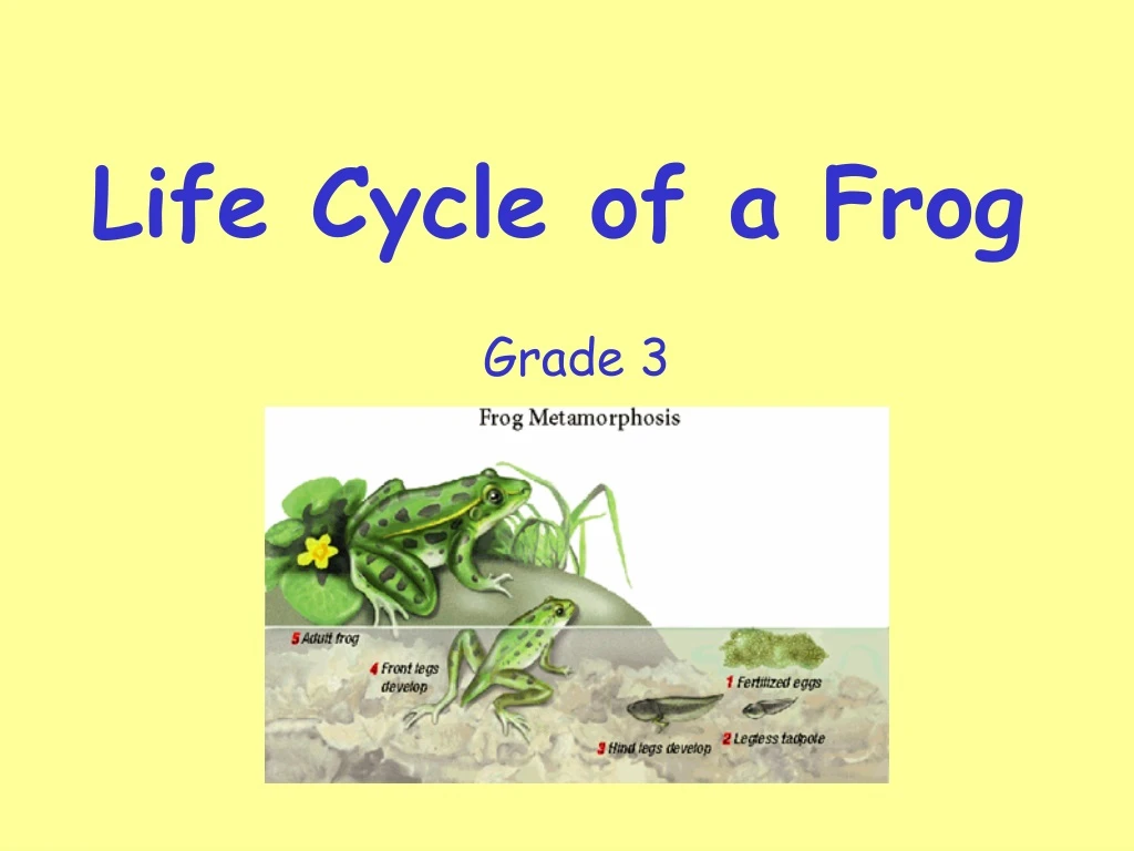 life cycle of a frog n.