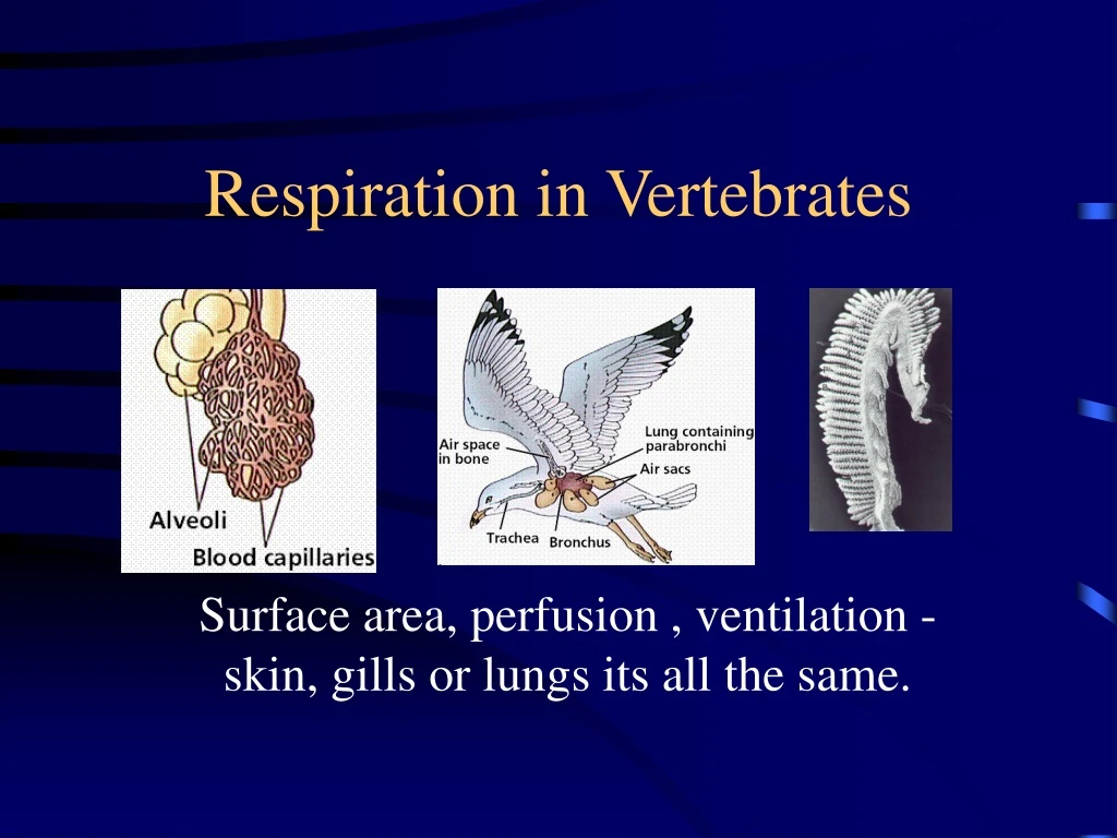 PPT - Respiration in Vertebrates PowerPoint Presentation, free download