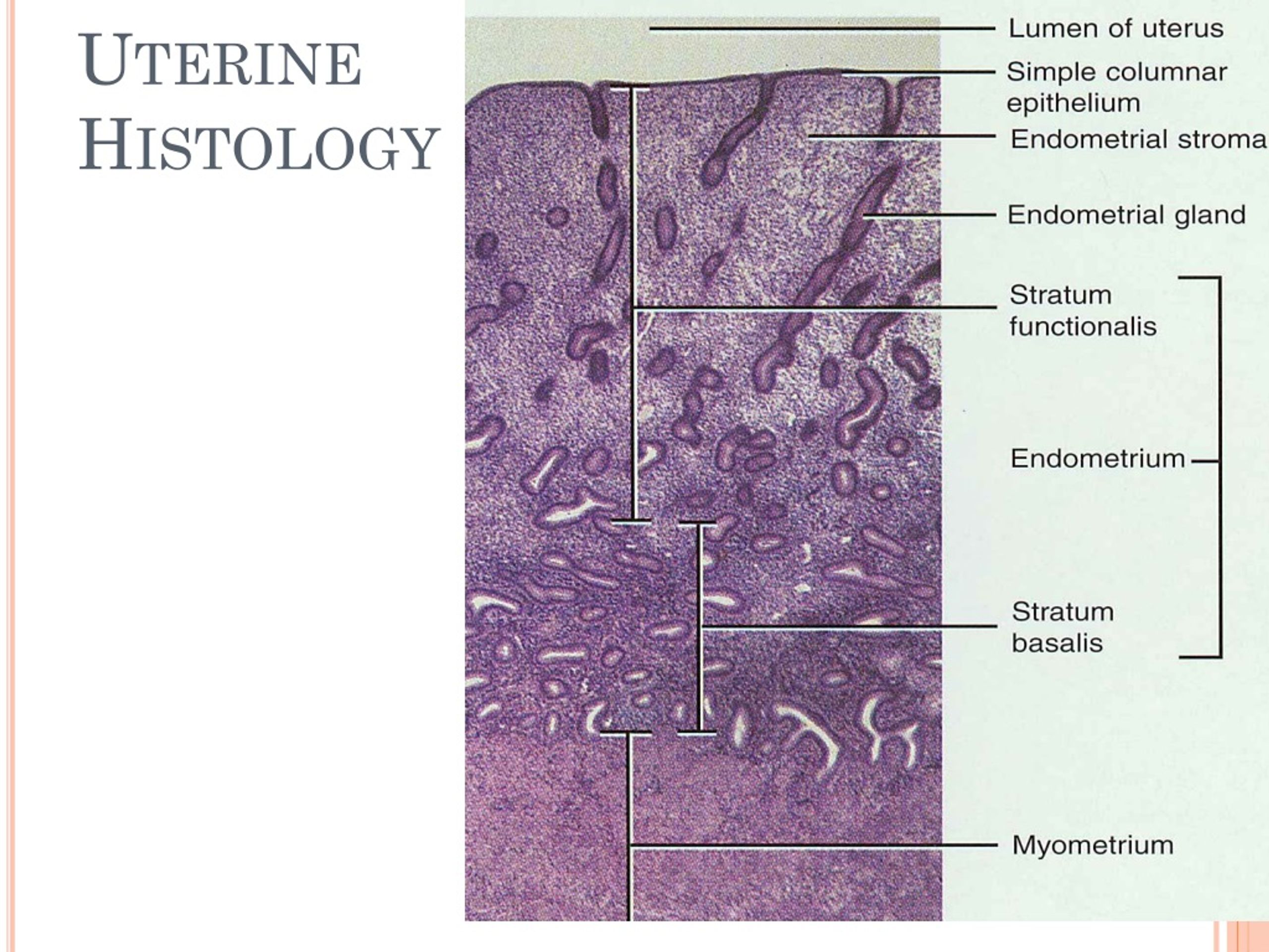 stratum basalis endometrium