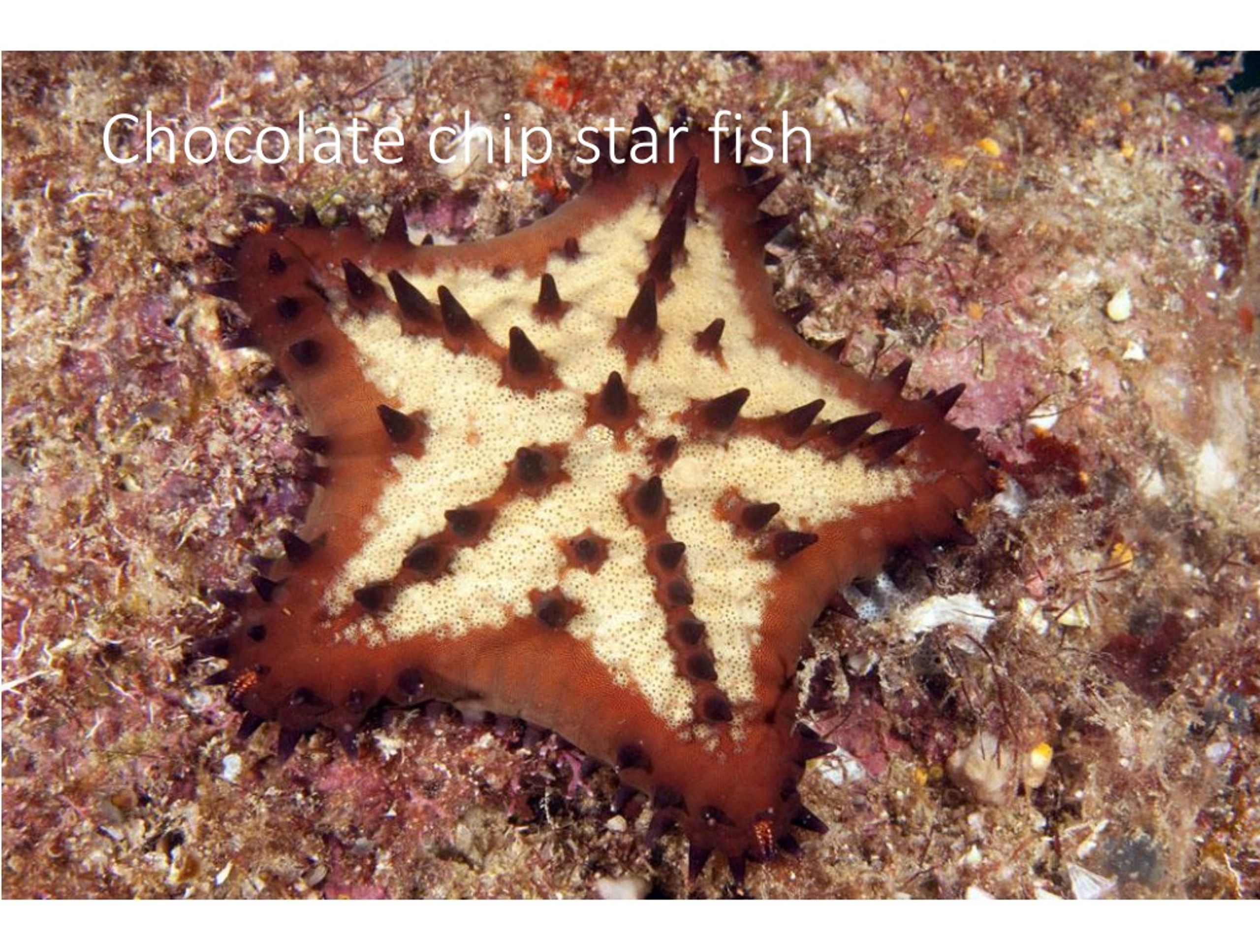 Морские звезды в каких морях. Терновый венец морская звезда. Необычные морские звезды. Рыба морская звезда. Королевская морская звезда.