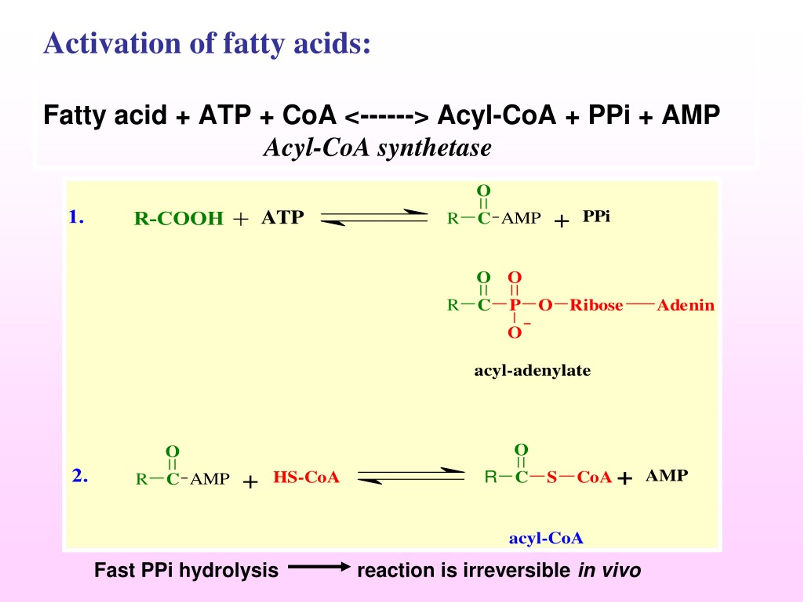 PPT - Fatty acid oxidation Ketone bodies Fatty acid synthesis ...