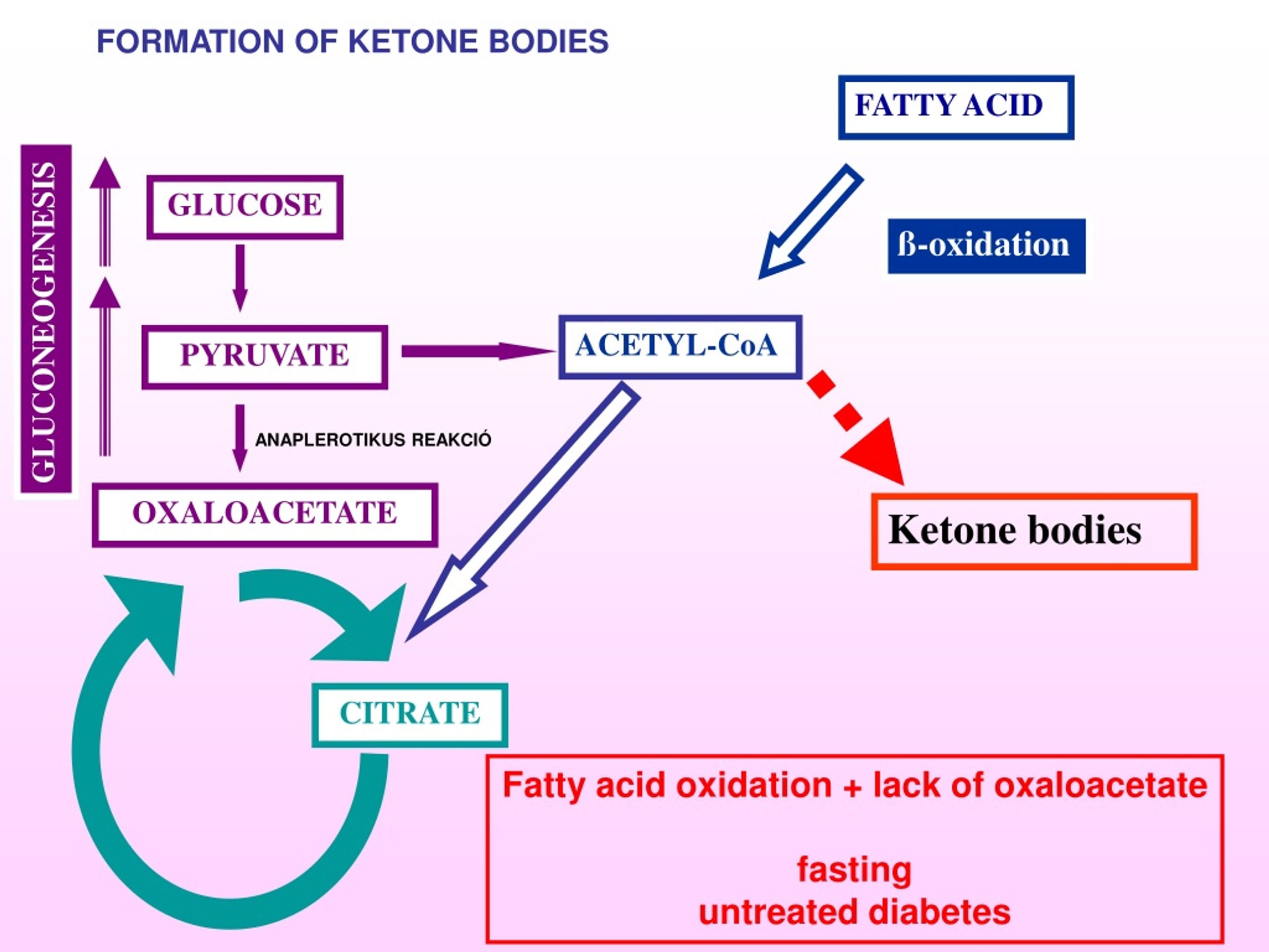 ketone bodies of synthesis