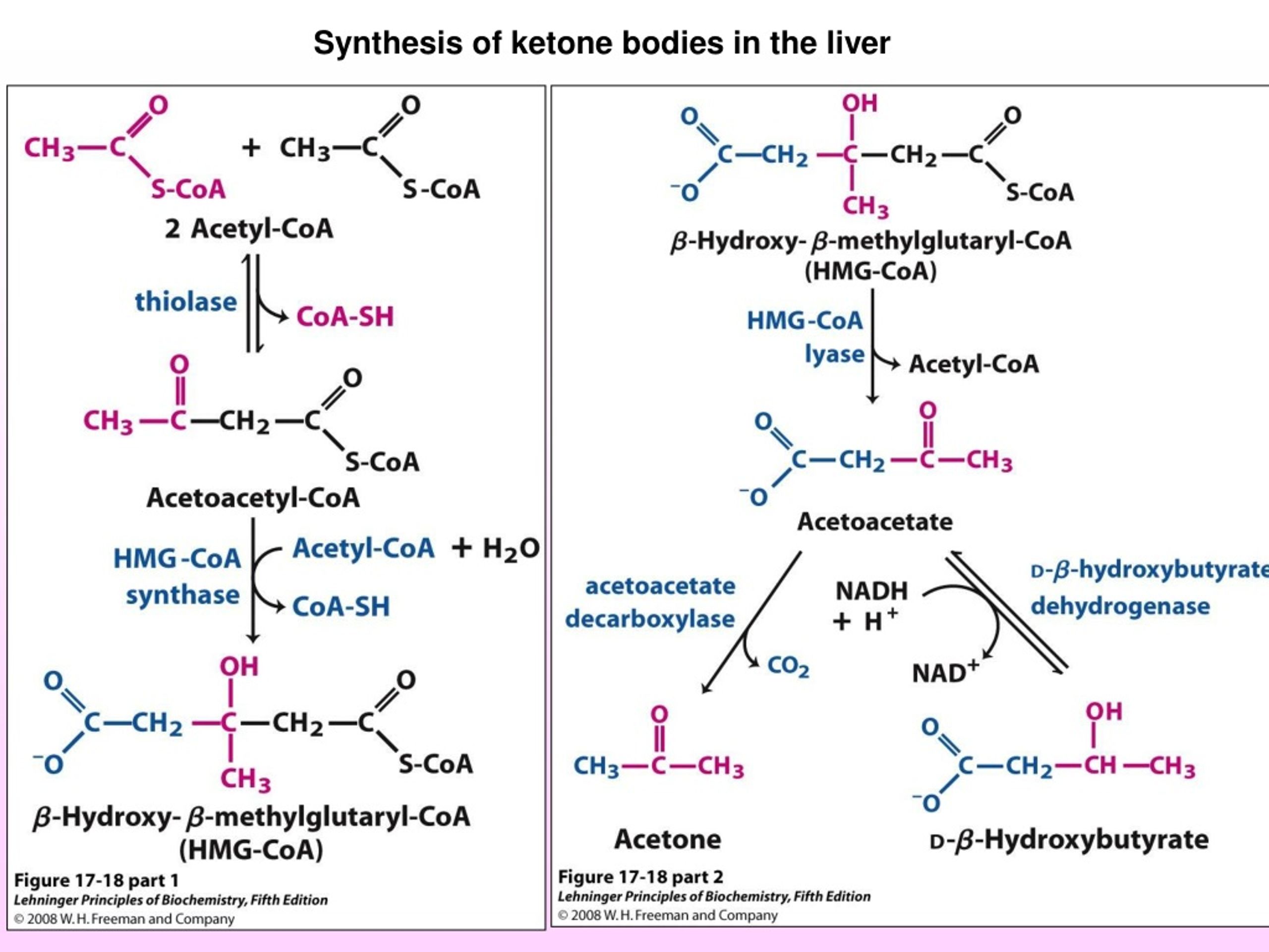 PPT - Fatty acid oxidation Ketone bodies Fatty acid synthesis ...