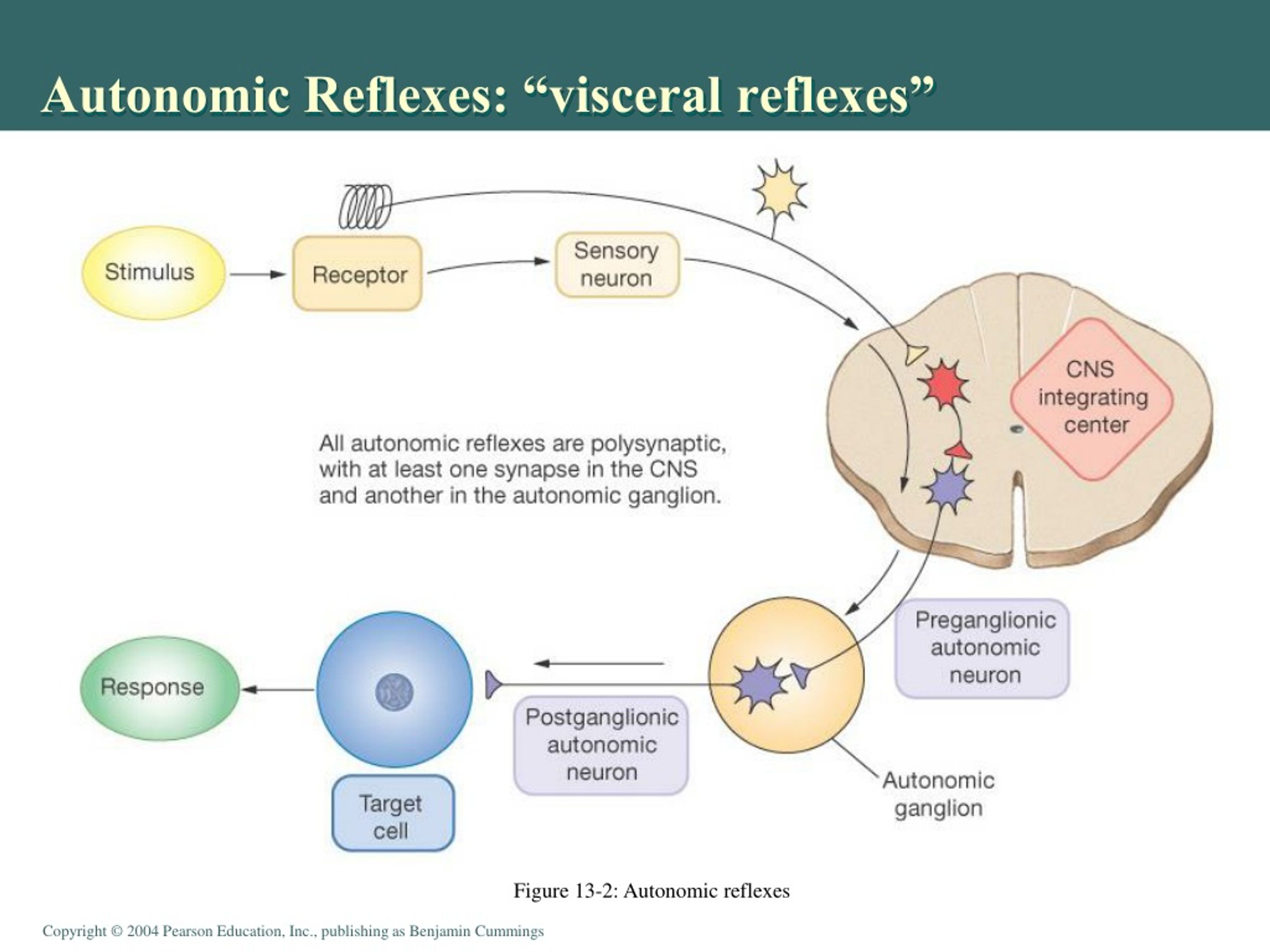 PPT - Autonomic and Somatic Motor Control: Efferent Division in Chapter ...