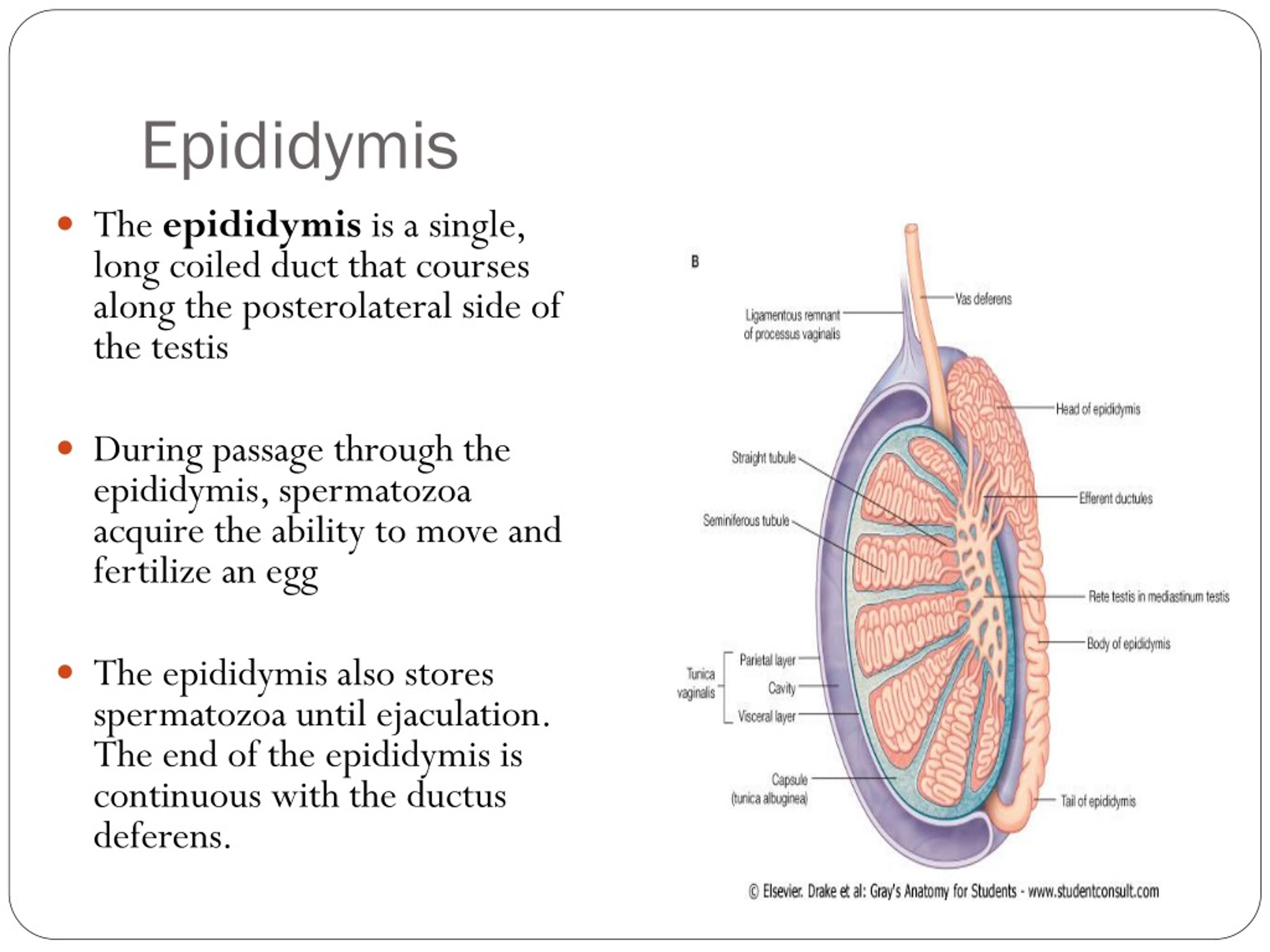 PPT - Embryology PowerPoint Presentation, free download - ID:9227594