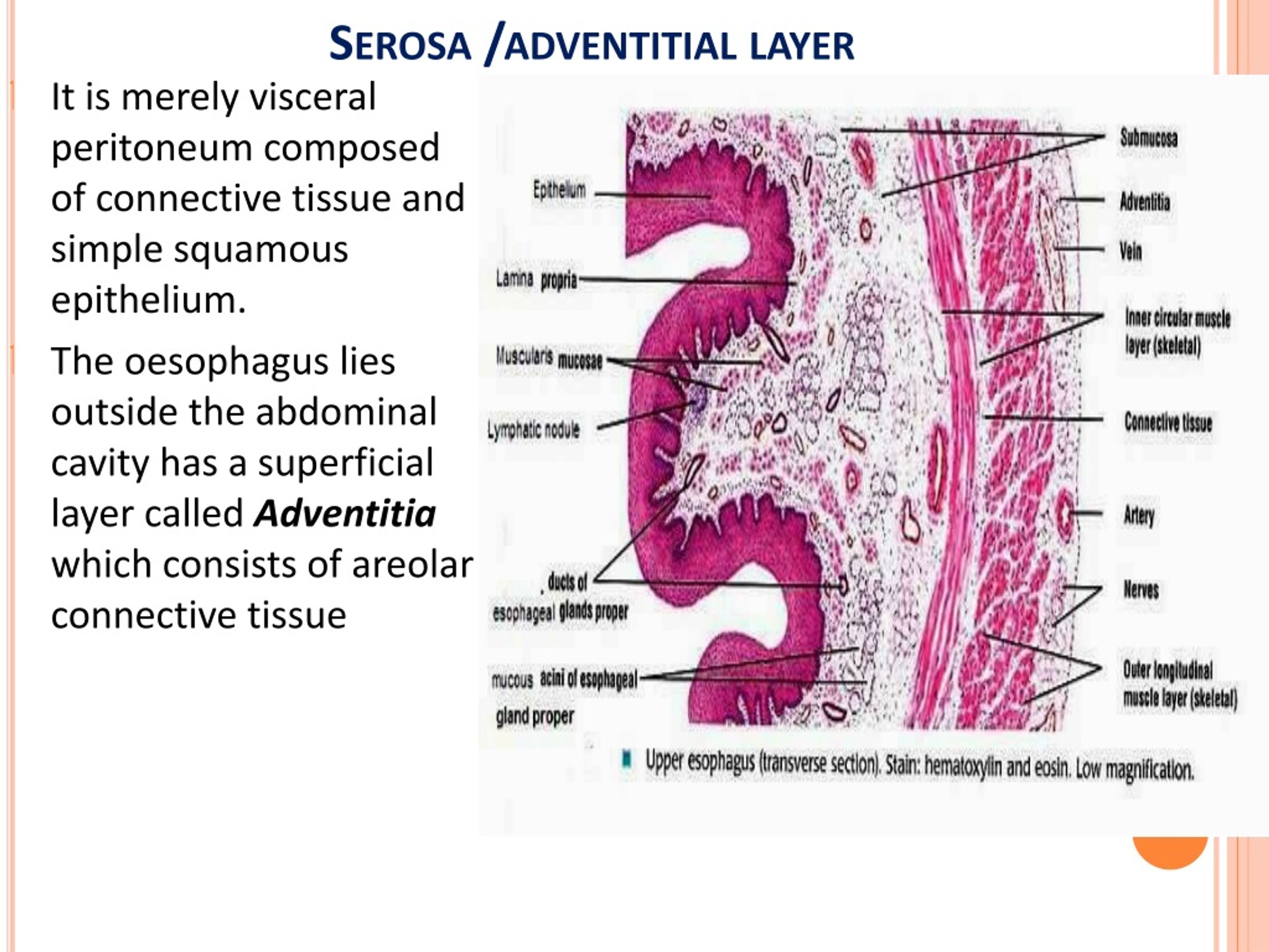 Visceral Peritoneum Histology