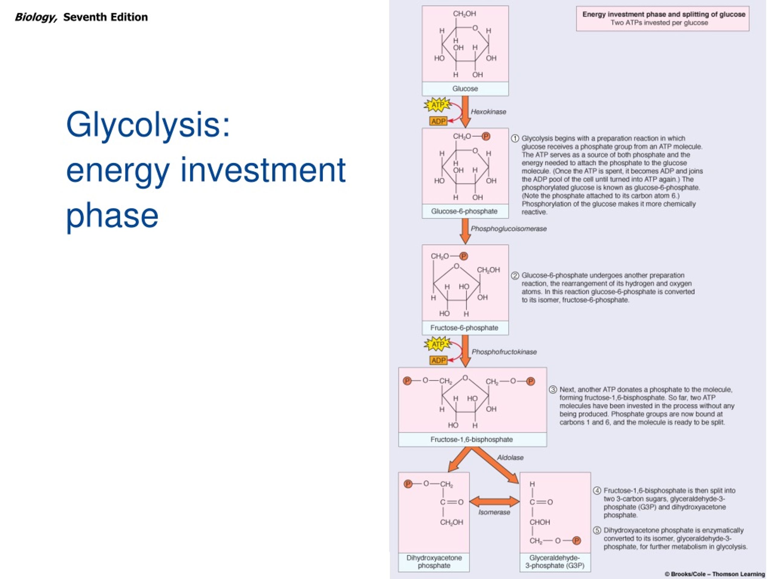 PPT - How Cells Make ATP: Energy-Releasing Pathways PowerPoint ...