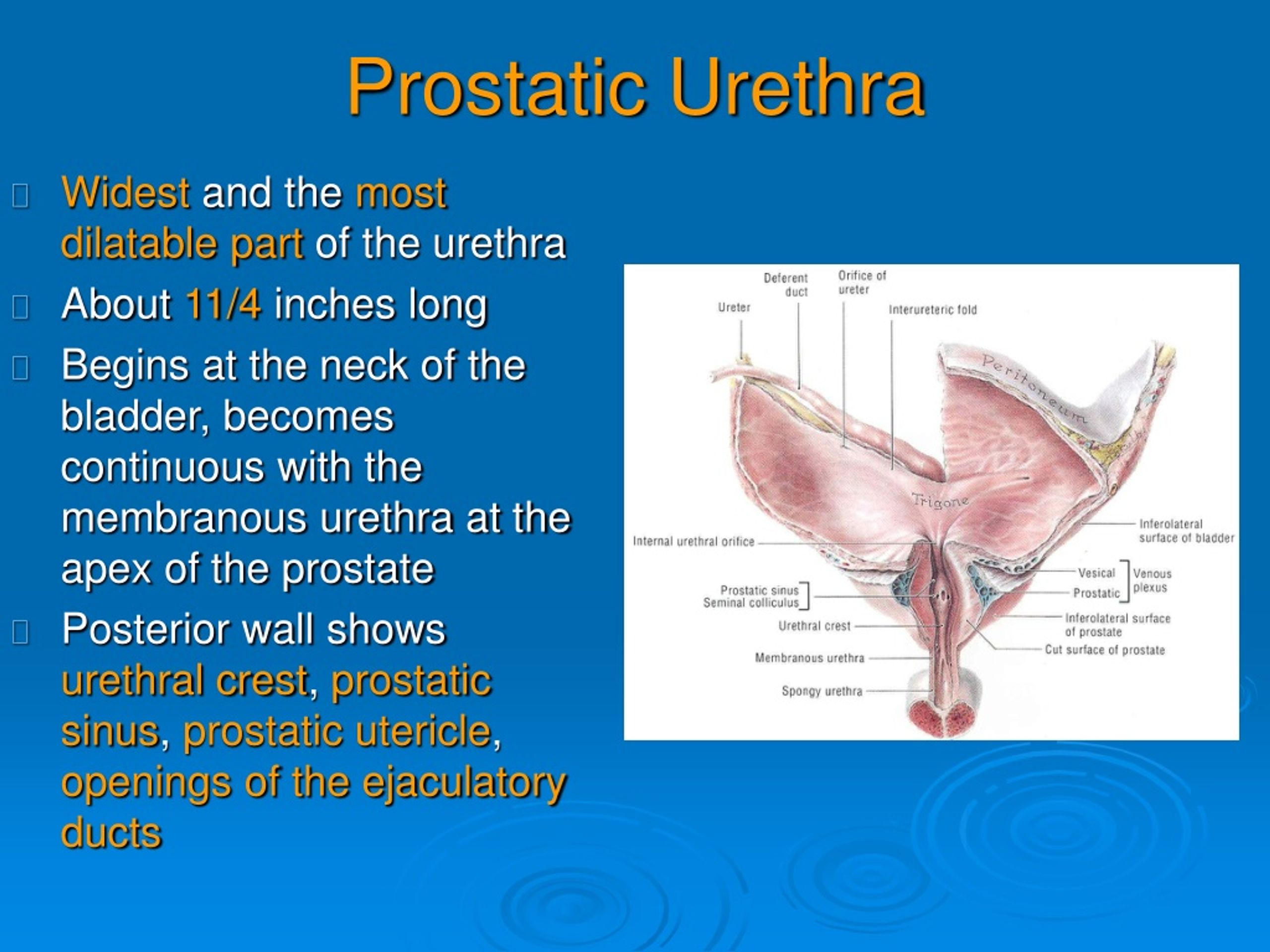 Prostata verhärtet was bedeutet das