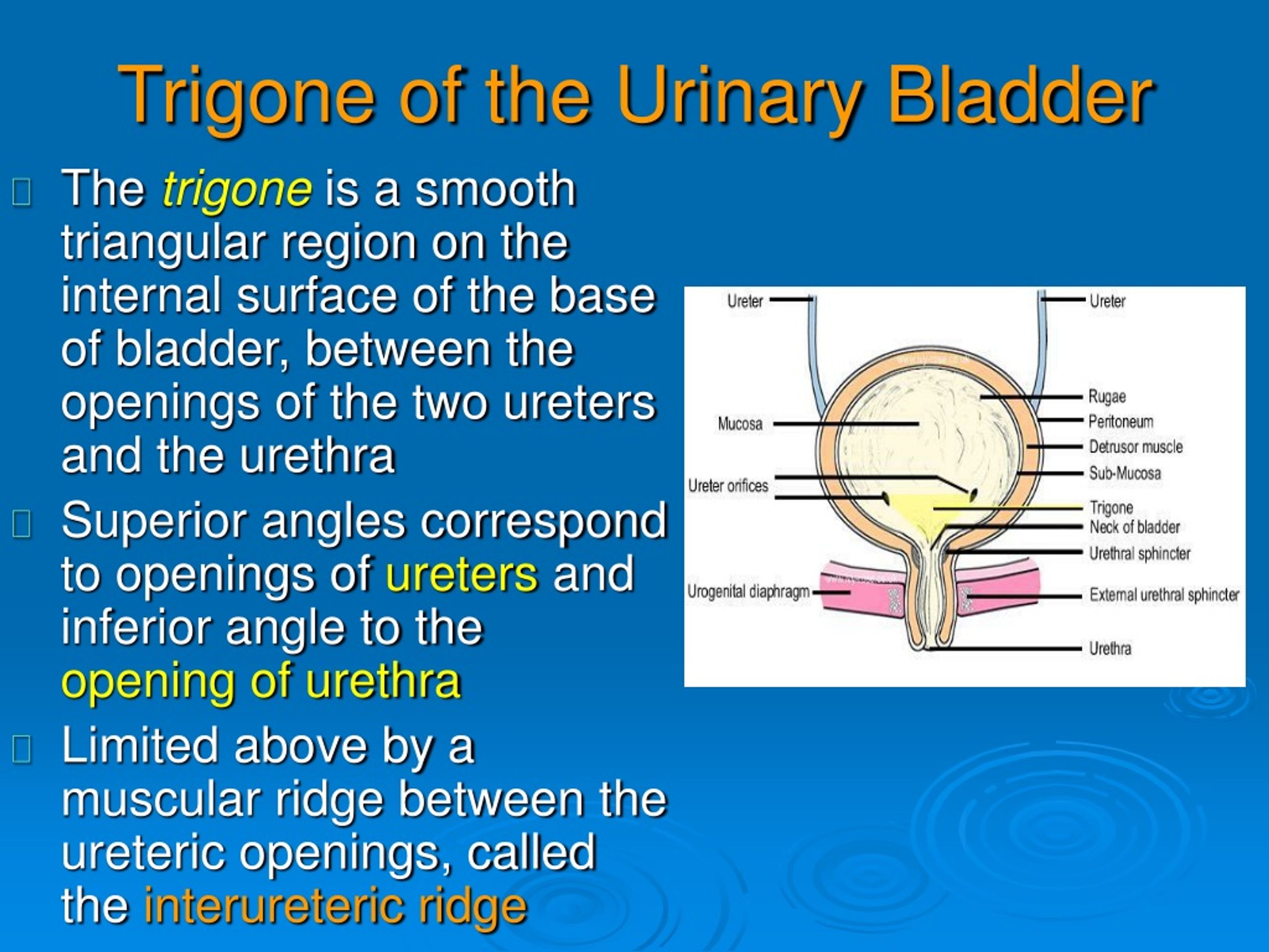 PPT PELVIC VISCERA PowerPoint Presentation Free Download ID 9230039   Trigone Of The Urinary Bladder L 