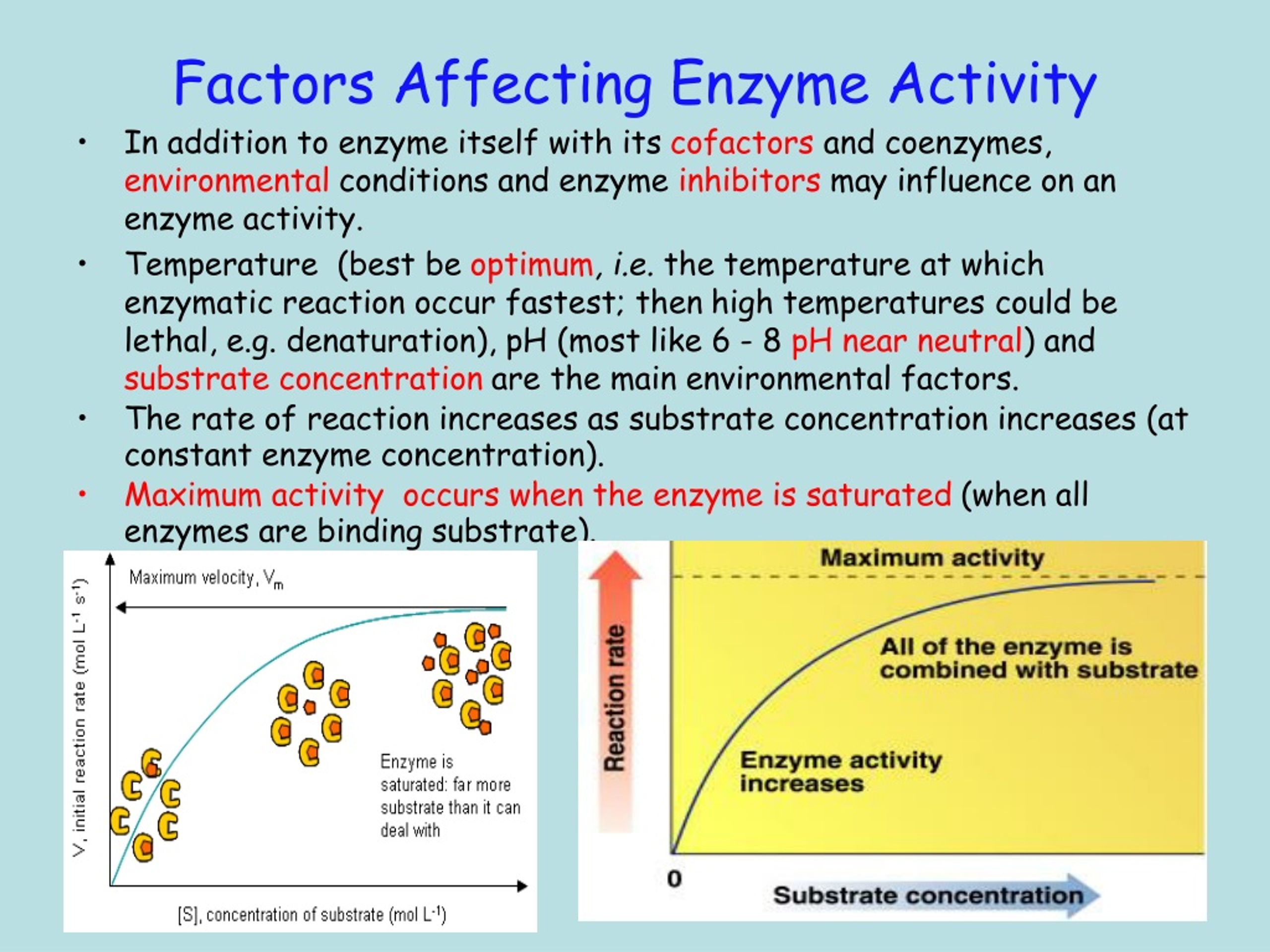 What Are The Factors Affecting Enzymes Rates