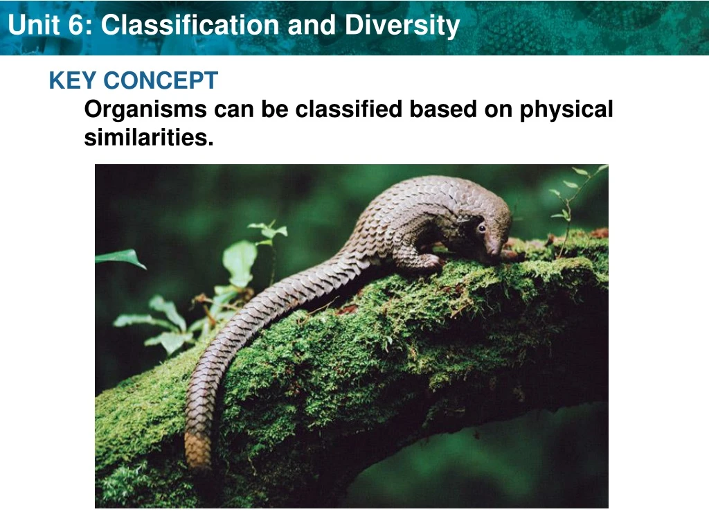 key concept organisms can be classified based n.