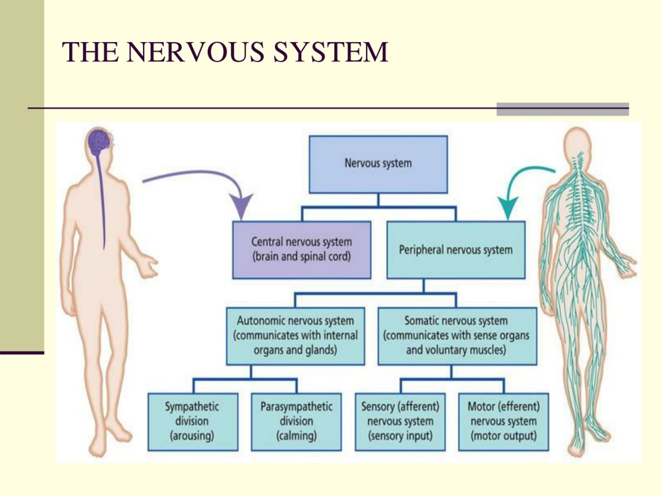 PPT - Prof. Sultan Ayoub Meo PowerPoint Presentation, free download ...