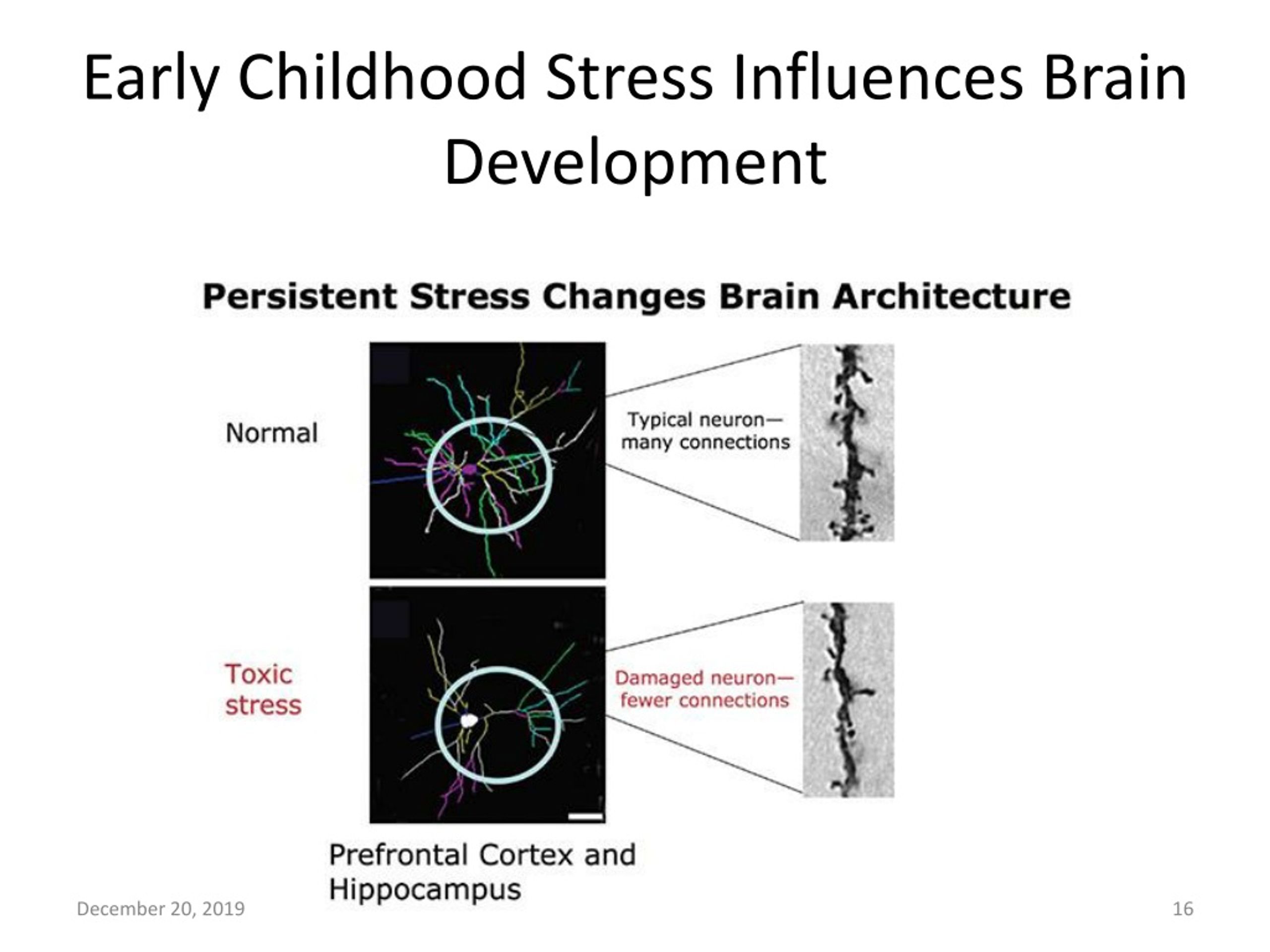 PPT - First 1000 Days Of Life – Window Of Opportunity For Brain ...