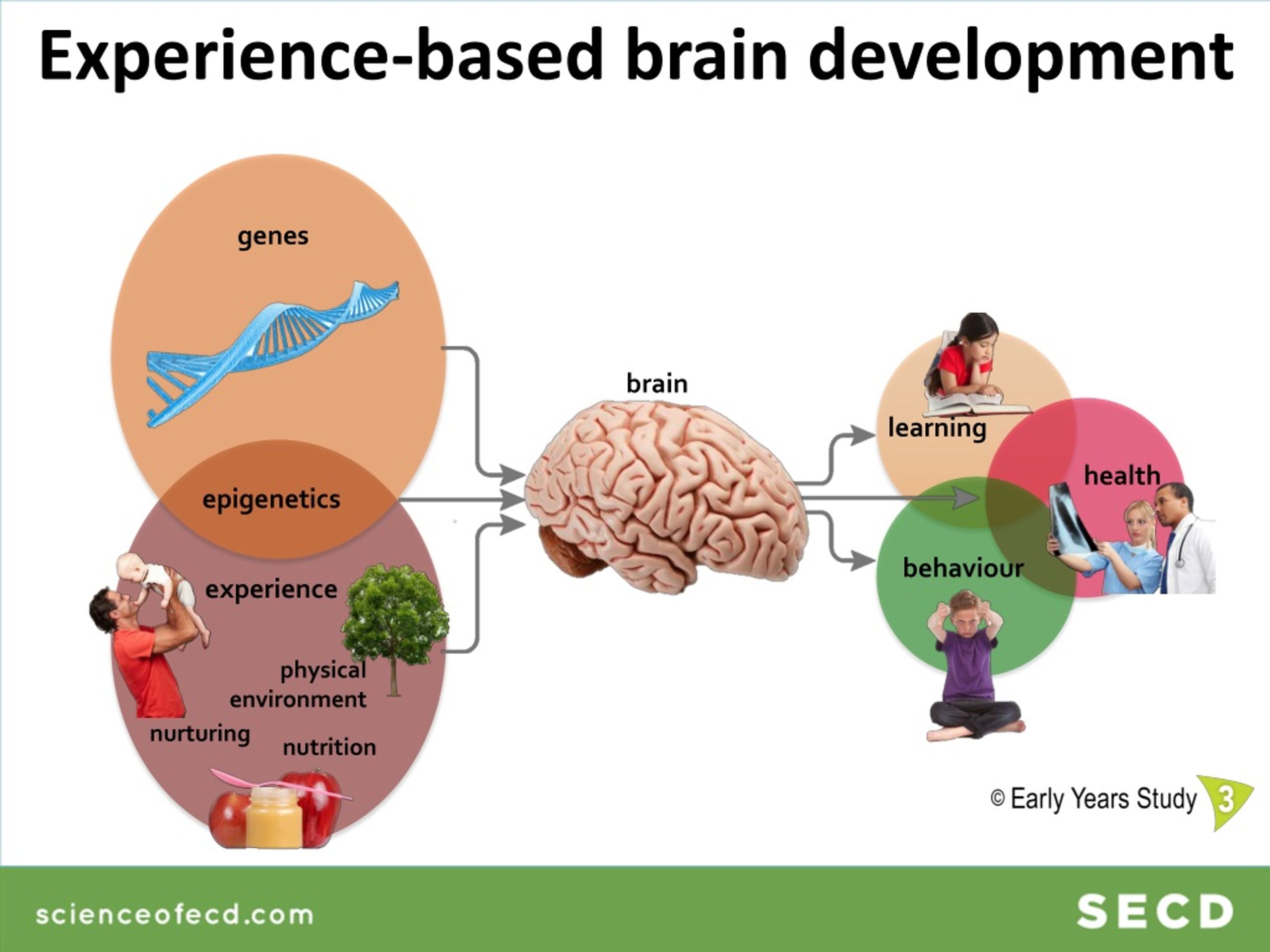 PPT - First 1000 Days Of Life – Window Of Opportunity For Brain ...