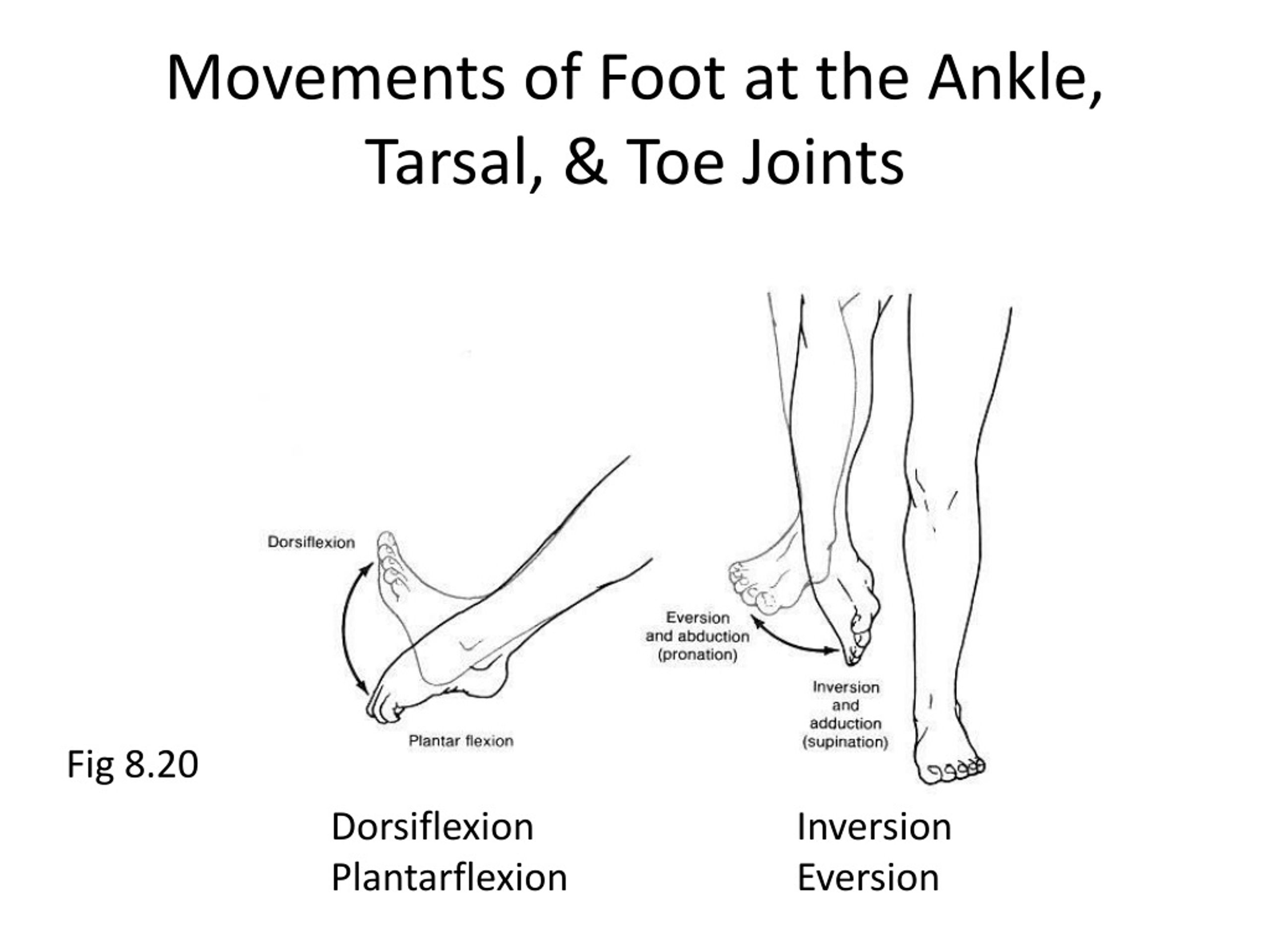 PPT - THE ANKLE AND THE FOOT Structure PowerPoint Presentation, free ...