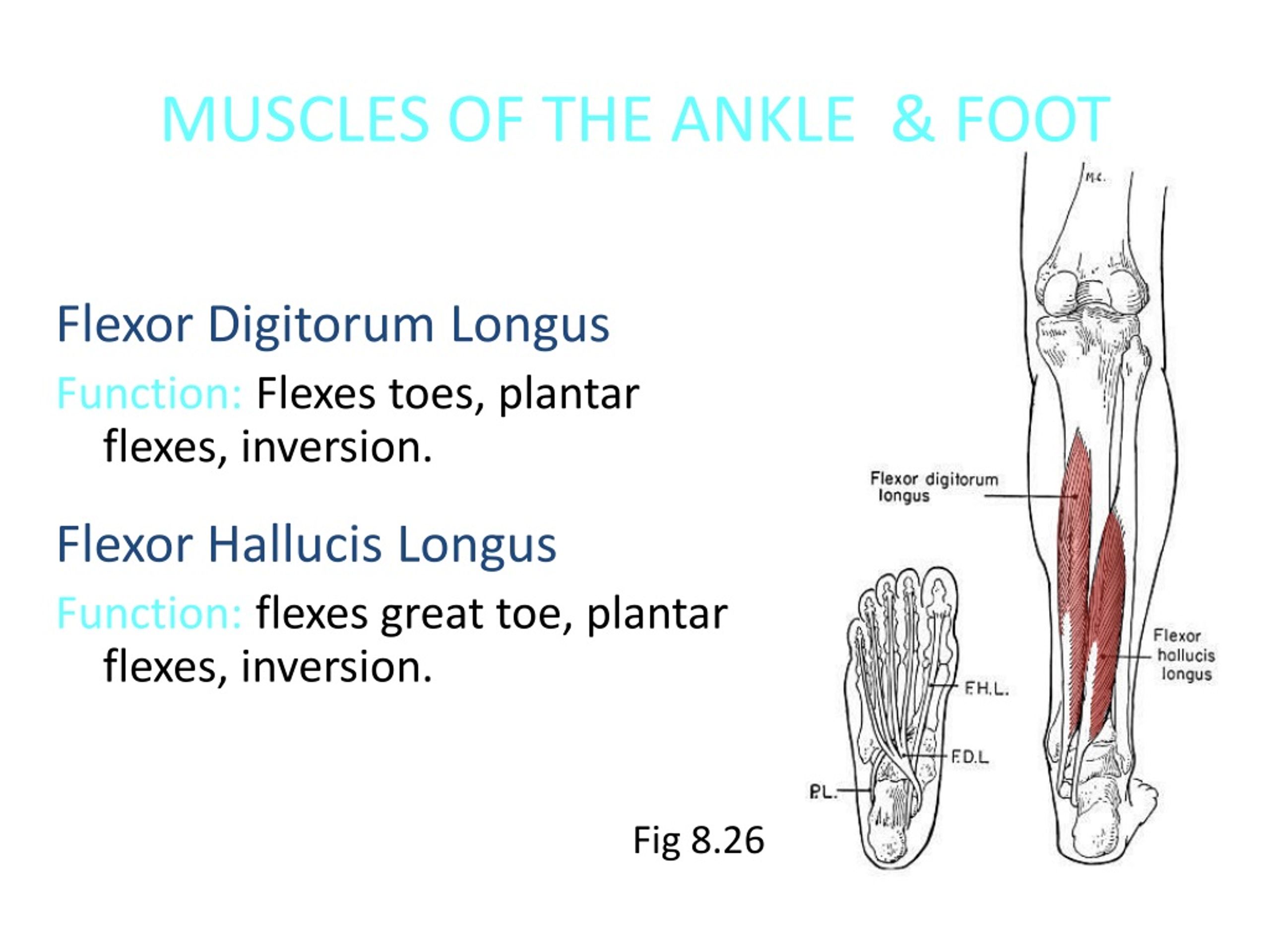 PPT - THE ANKLE AND THE FOOT Structure PowerPoint Presentation, free ...