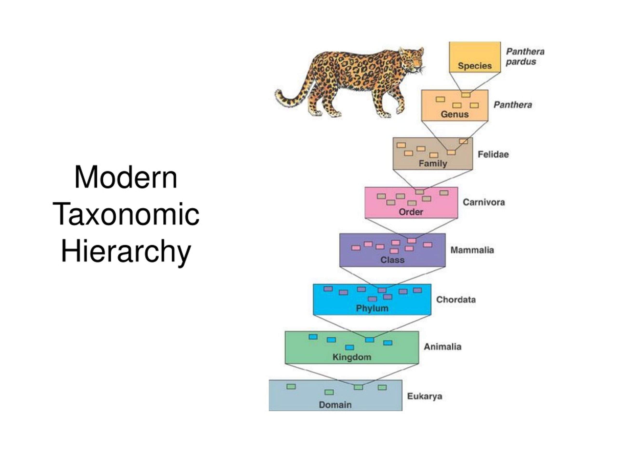 PPT - Taxonomy PowerPoint Presentation, free download - ID:9237076