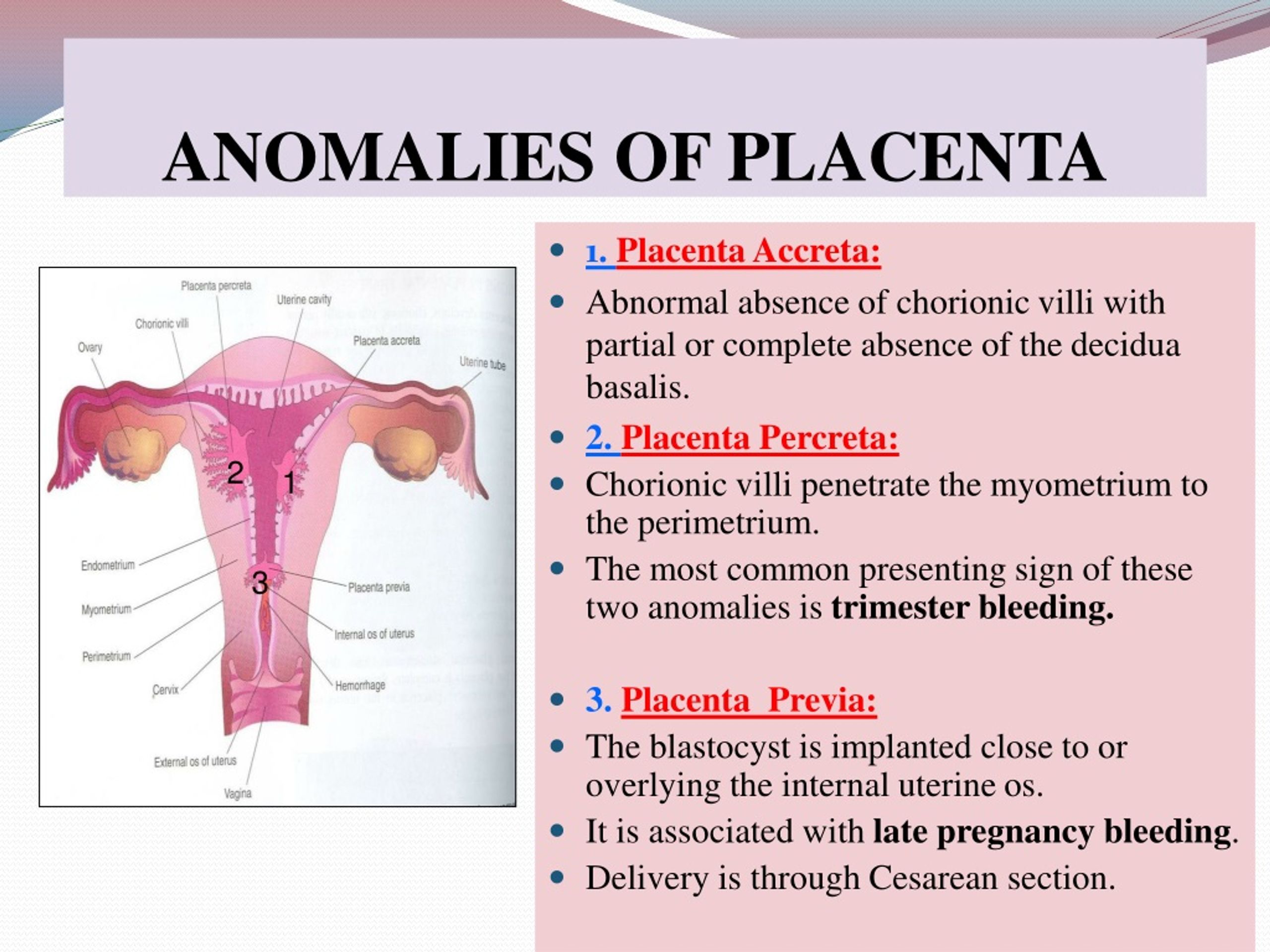 Ppt Placenta Powerpoint Presentation Free Download Id9237978 3293