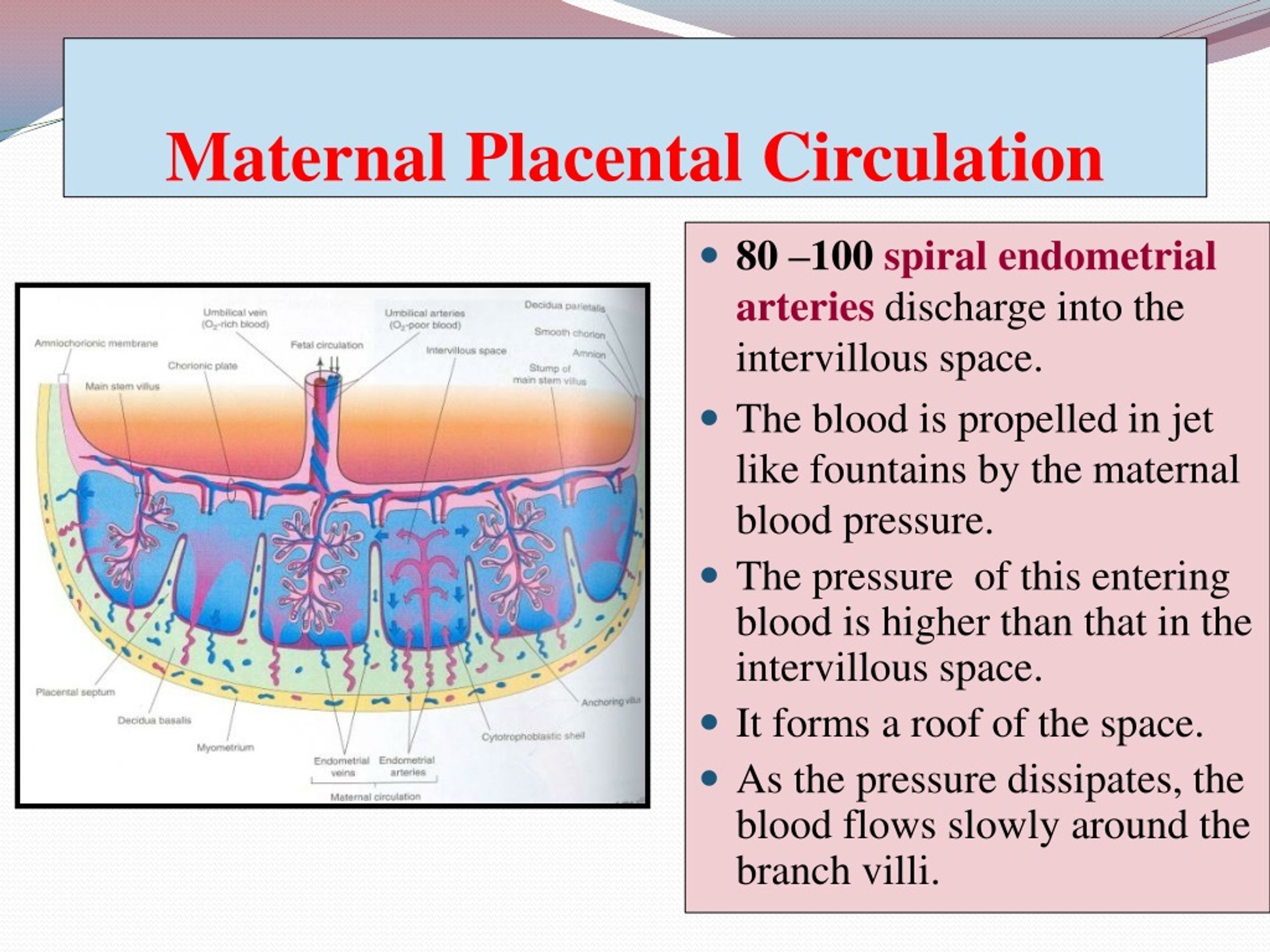 PPT - PLACENTA PowerPoint Presentation, Free Download - ID:9237978