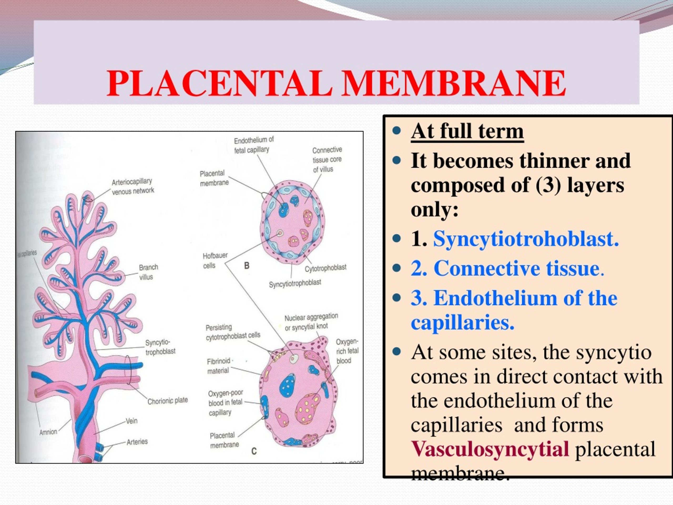 Ppt Placenta Powerpoint Presentation Free Download Id9237978 5601