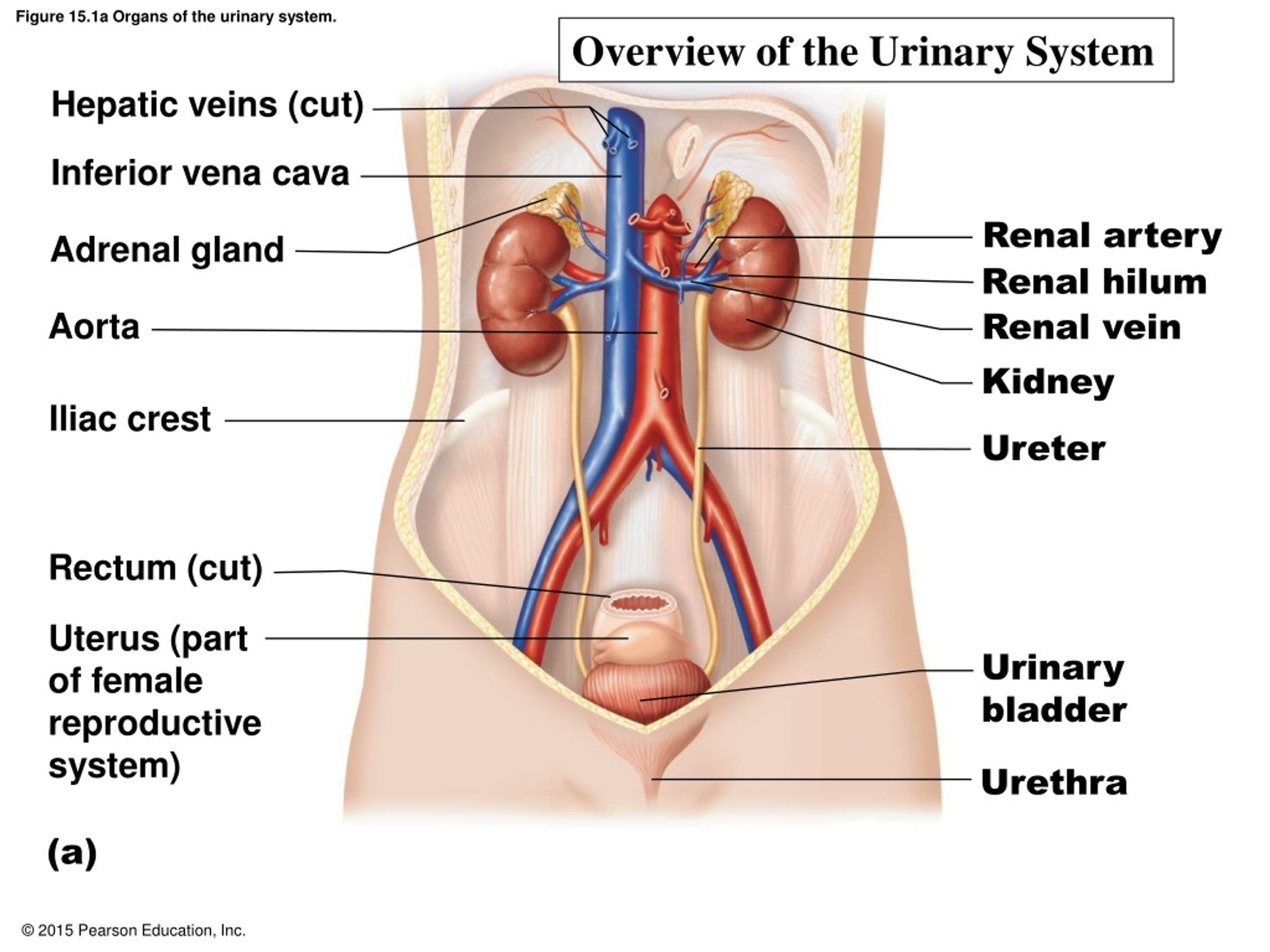 Female fucking organ image