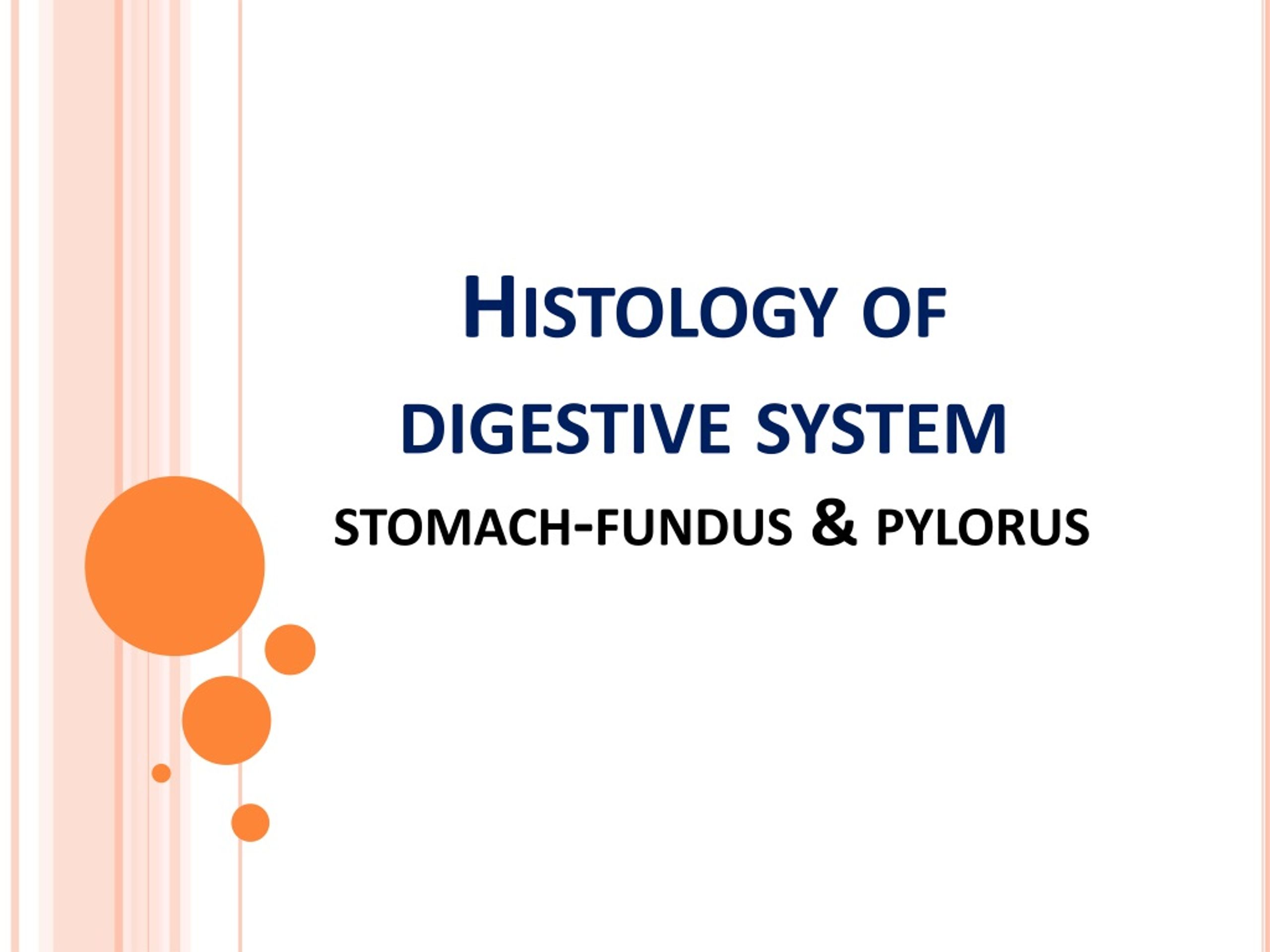 PPT - Histology of digestive system stomach-fundus & pylorus PowerPoint ...