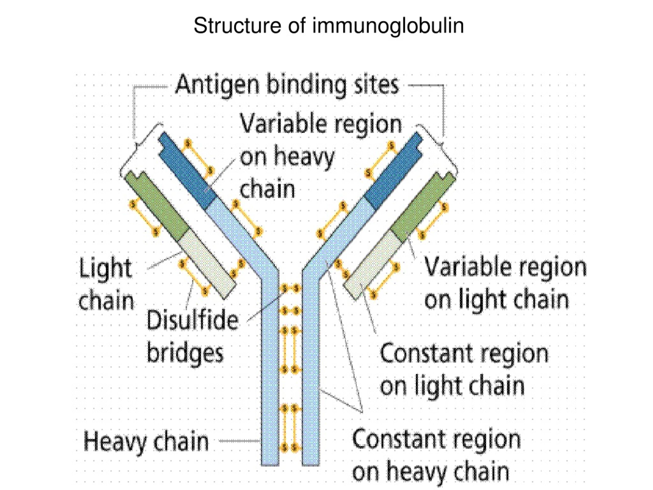 PPT - Immunity PowerPoint Presentation, free download - ID:9240939