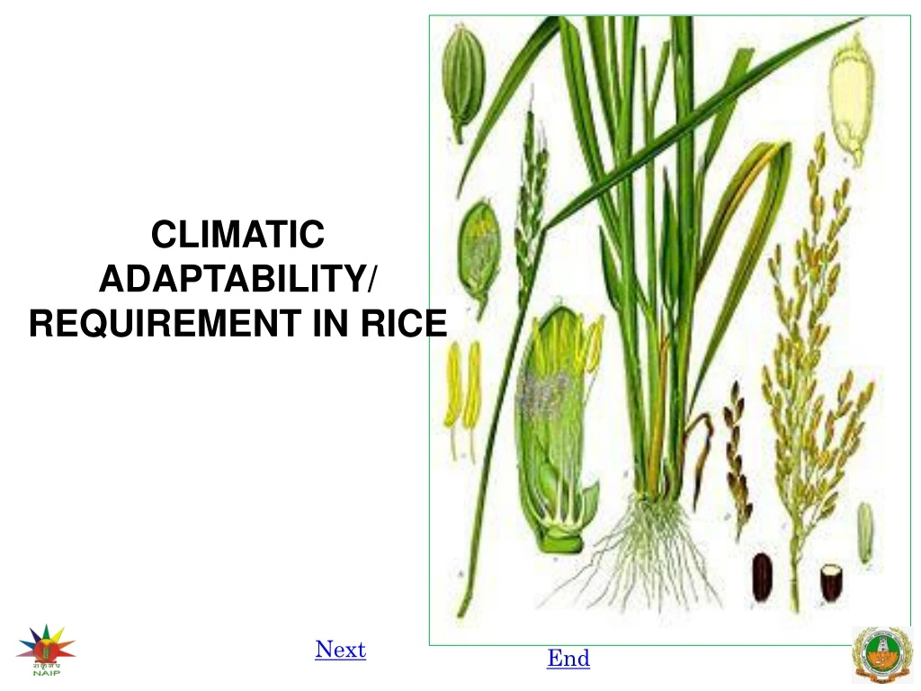 PPT CLIMATIC ADAPTABILITY/ REQUIREMENT IN RICE PowerPoint