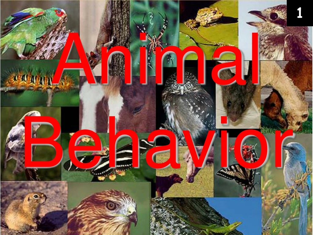 PPT Animal Behavior PowerPoint Presentation, free download ID9243573