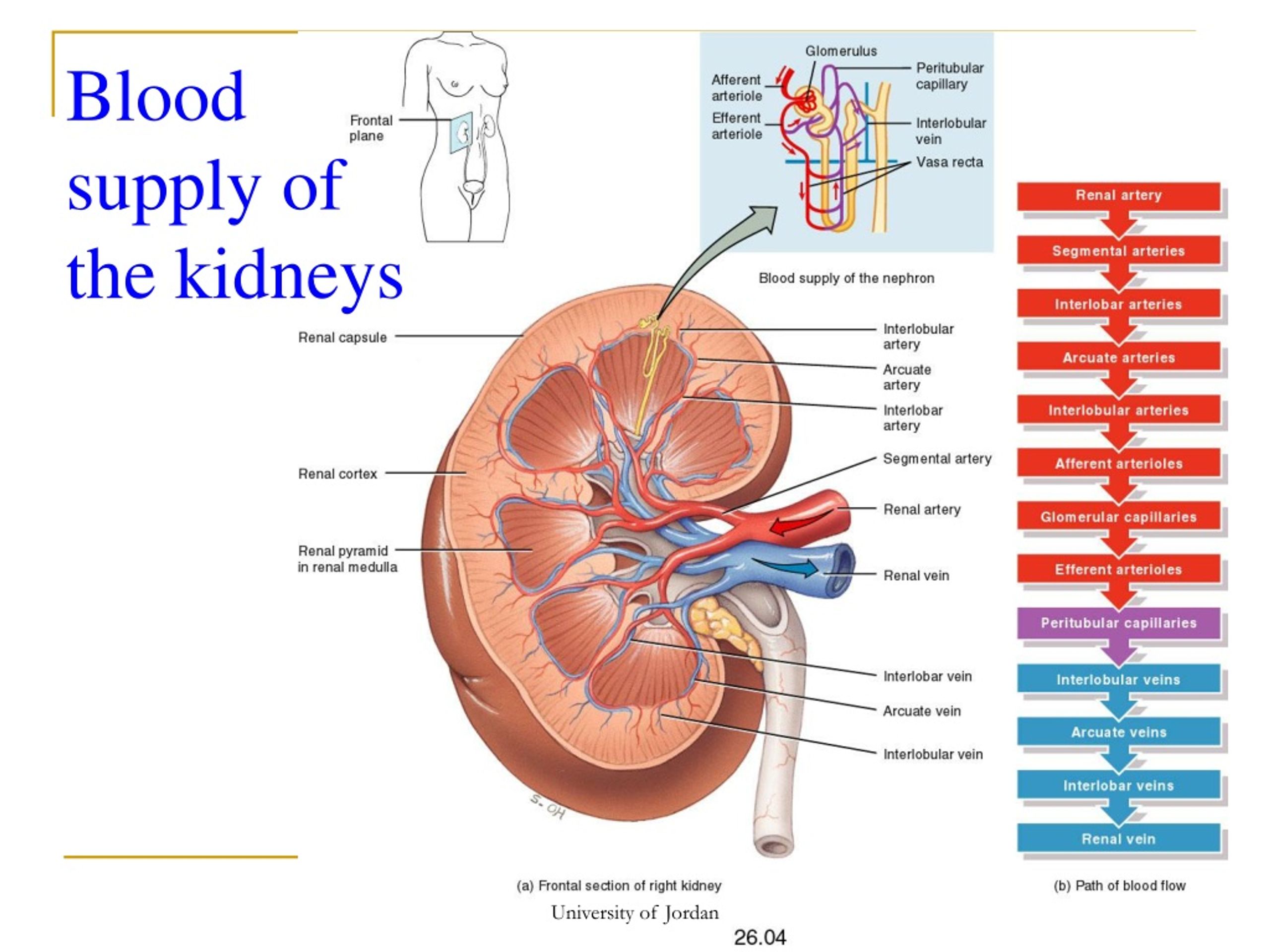 PPT - Urine Formation by the Kidneys: I. Glomerular Filtration, Renal ...