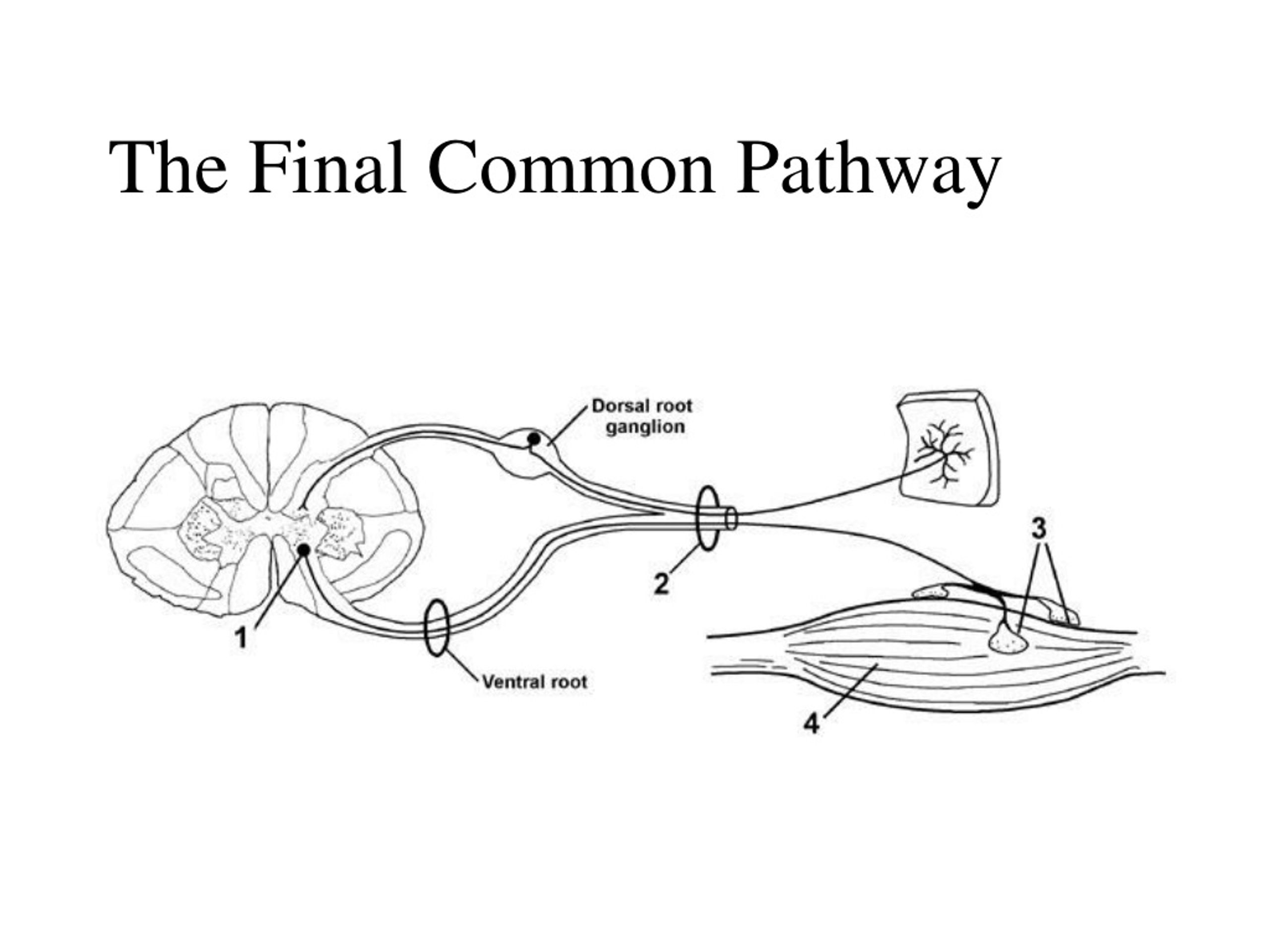 Ppt - Approach To Motor Weakness Powerpoint Presentation, Free Download 