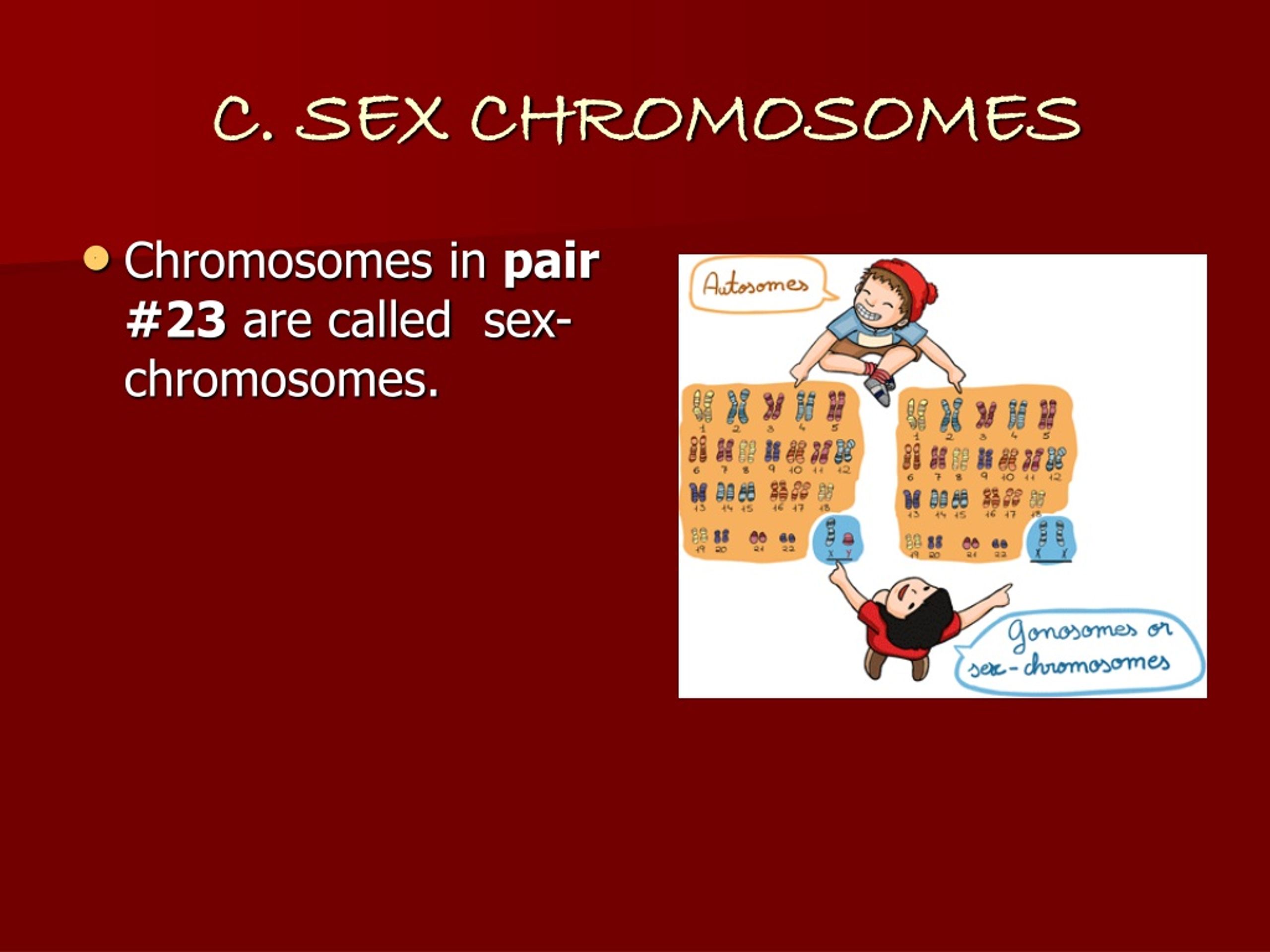 Ppt Genetics I Chromosomes Powerpoint Presentation Free Download