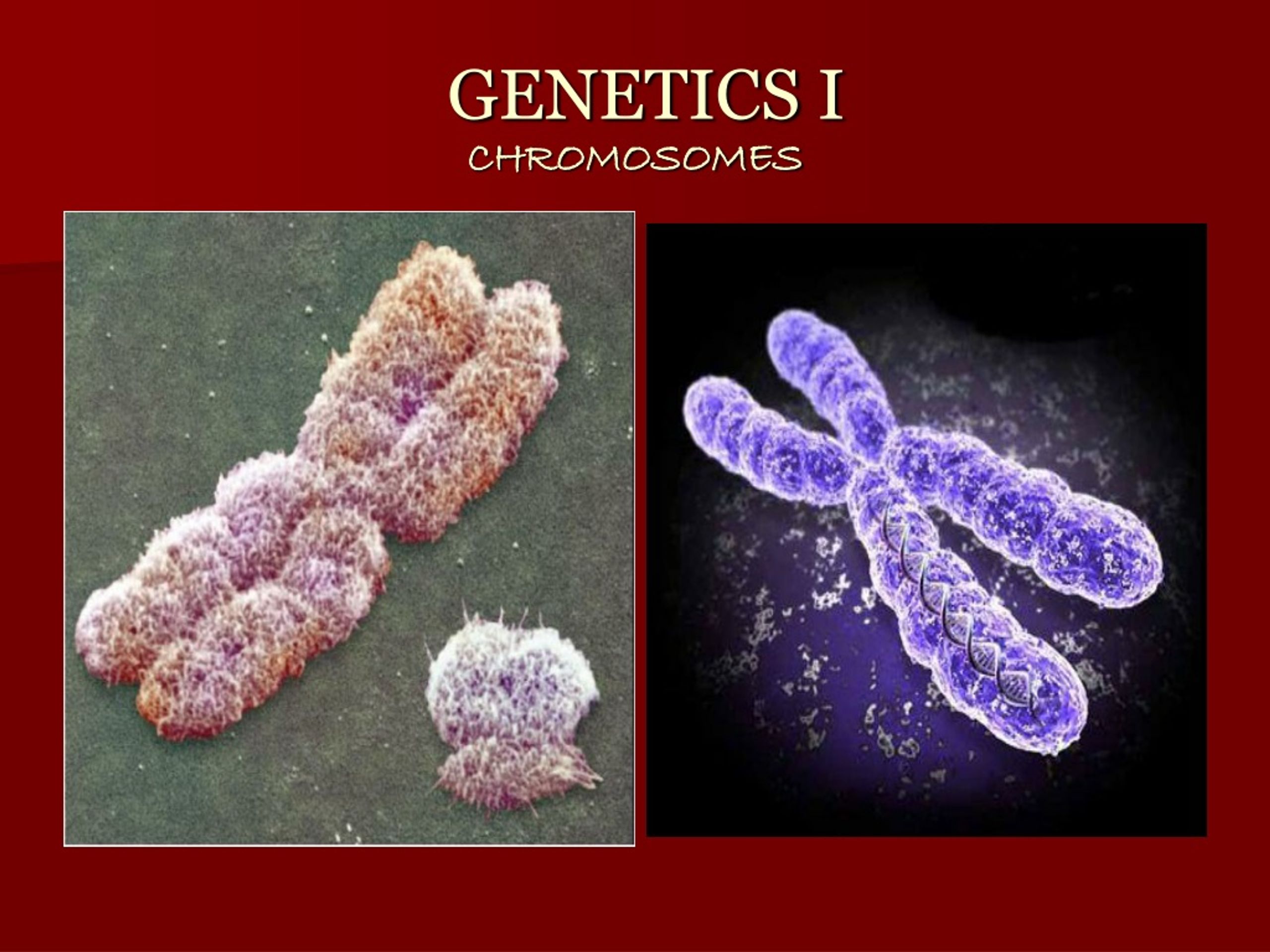 PPT - GENETICS I CHROMOSOMES PowerPoint Presentation, Free Download ...