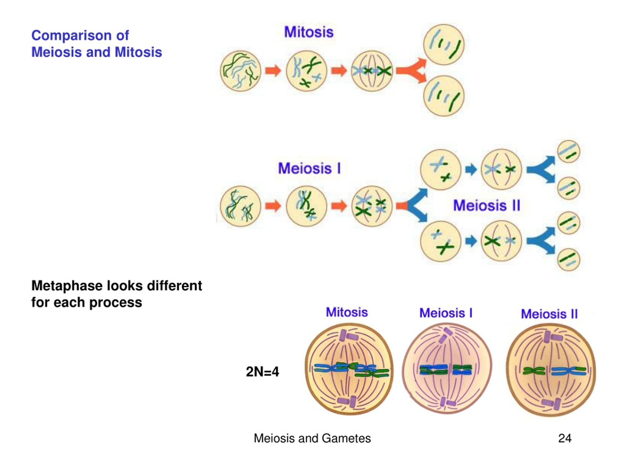 PPT - Chapters 10 & 11 Cell Division Chapter 10: Cell cycle, Mitosis ...