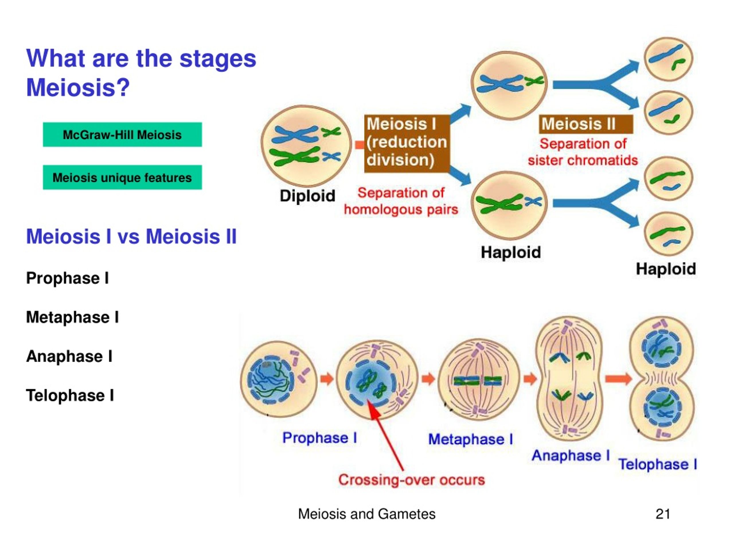 PPT - Chapters 10 & 11 Cell Division Chapter 10: Cell cycle, Mitosis ...