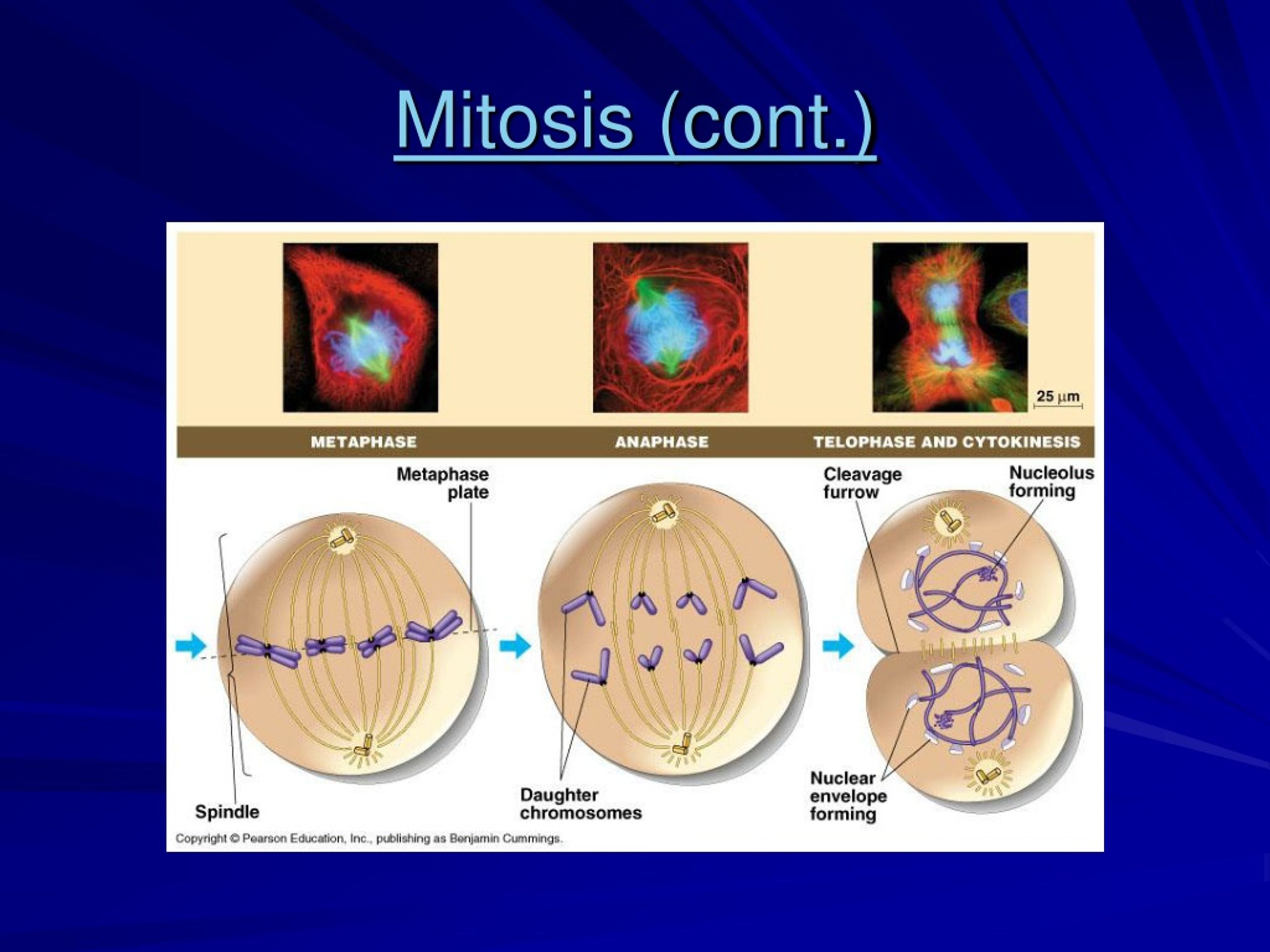 Ppt Mitosis Powerpoint Presentation Free Download Id9249729 2914