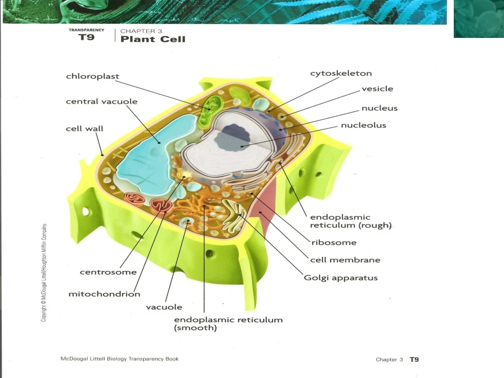 slide1 n.