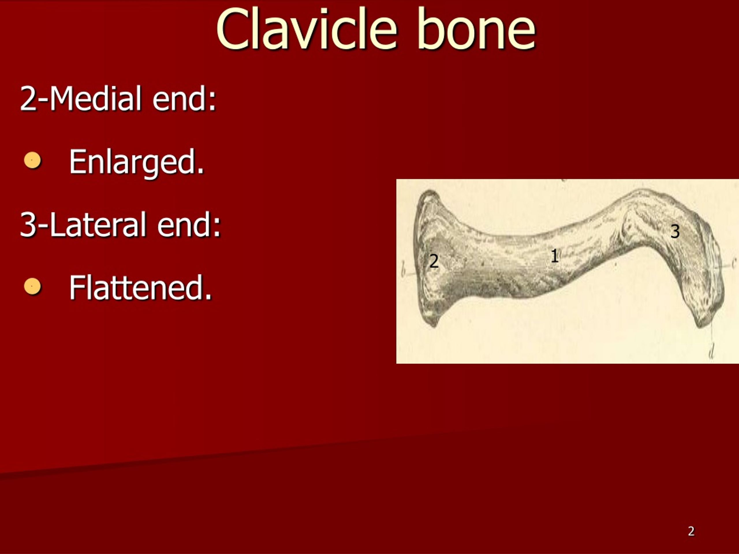 Ppt Clavicle Bone Powerpoint Presentation Free Download Id9252483