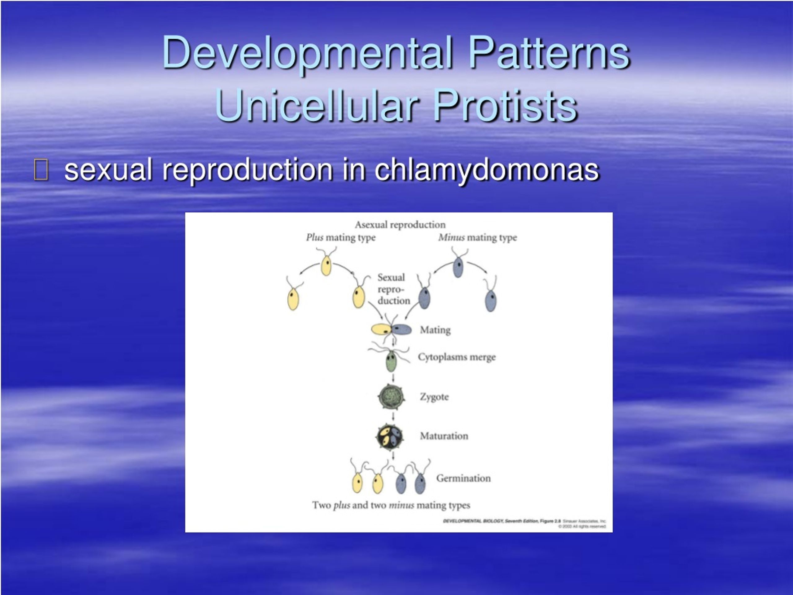 PPT Life Cycles and Evolution of Developmental Patterns PowerPoint