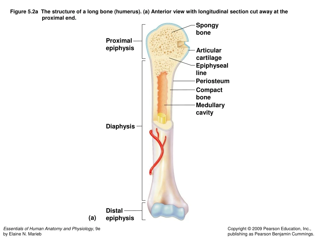 Ppt Proximal Epiphysis Powerpoint Presentation Free Download Id9254235 2088