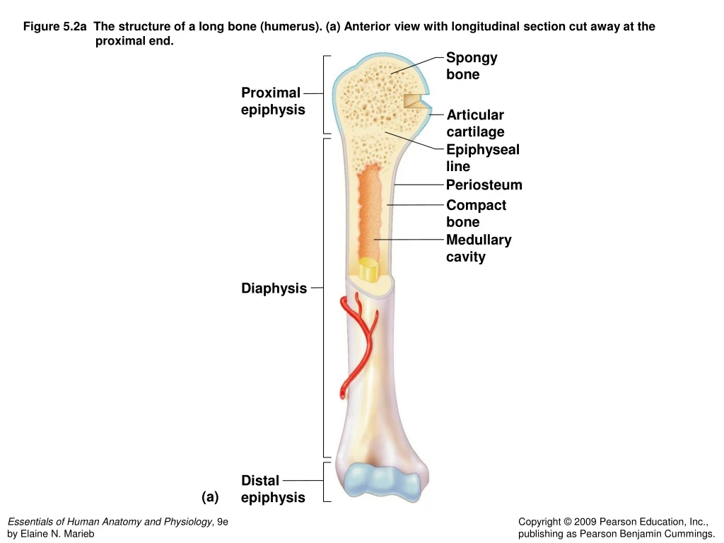 PPT - Proximal epiphysis PowerPoint Presentation, free download - ID