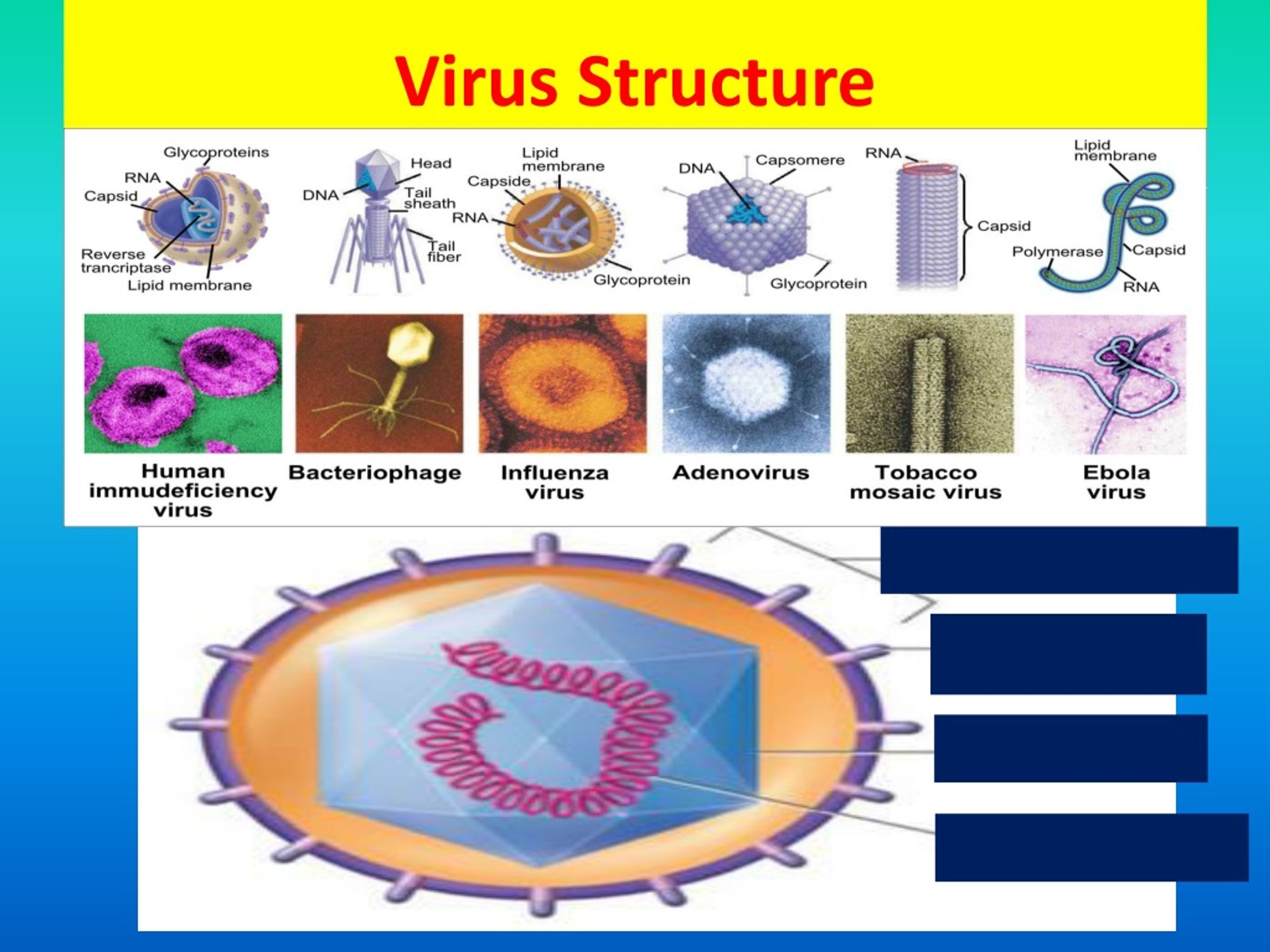 PPT - Biology STAAR review PowerPoint Presentation, free download - ID ...