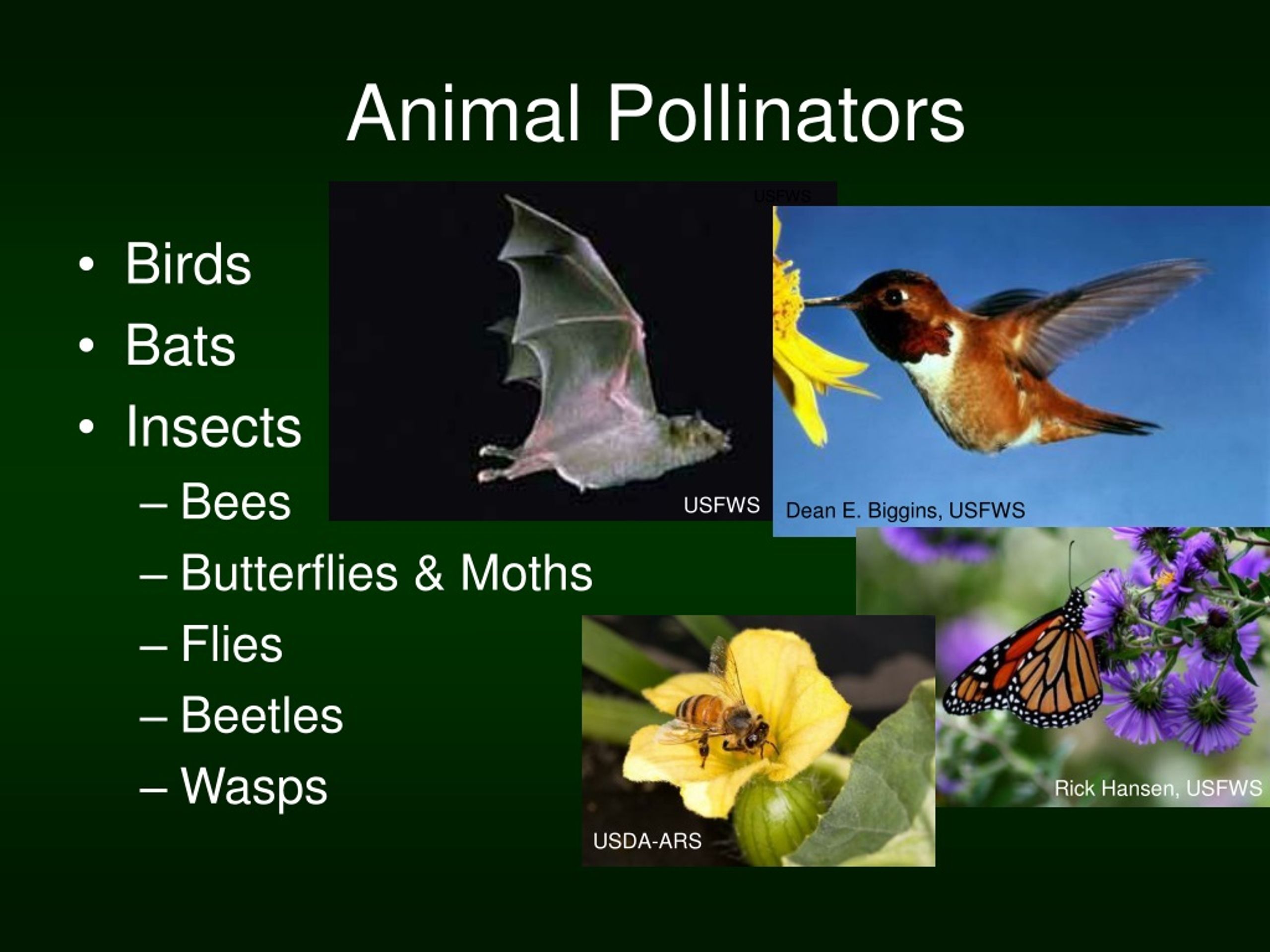 PPT - The Birds And The Bees And… The Beetles! Why We Should Care About ...