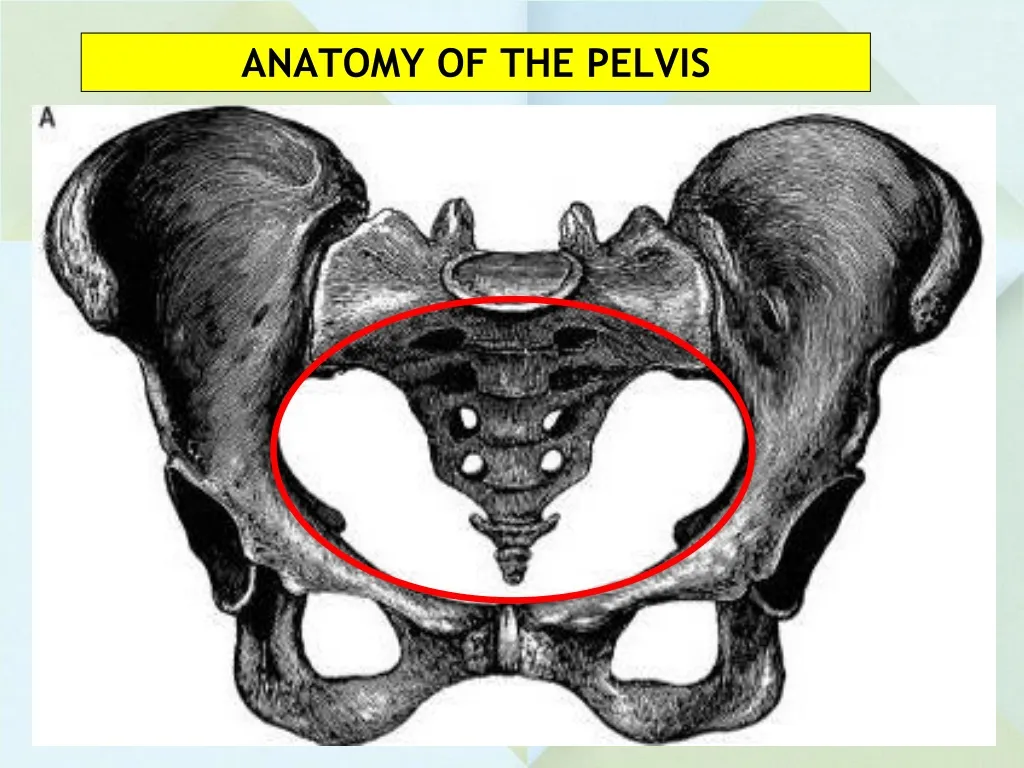 PPT - ANATOMY OF THE PELVIS PowerPoint Presentation, Free Download - ID ...